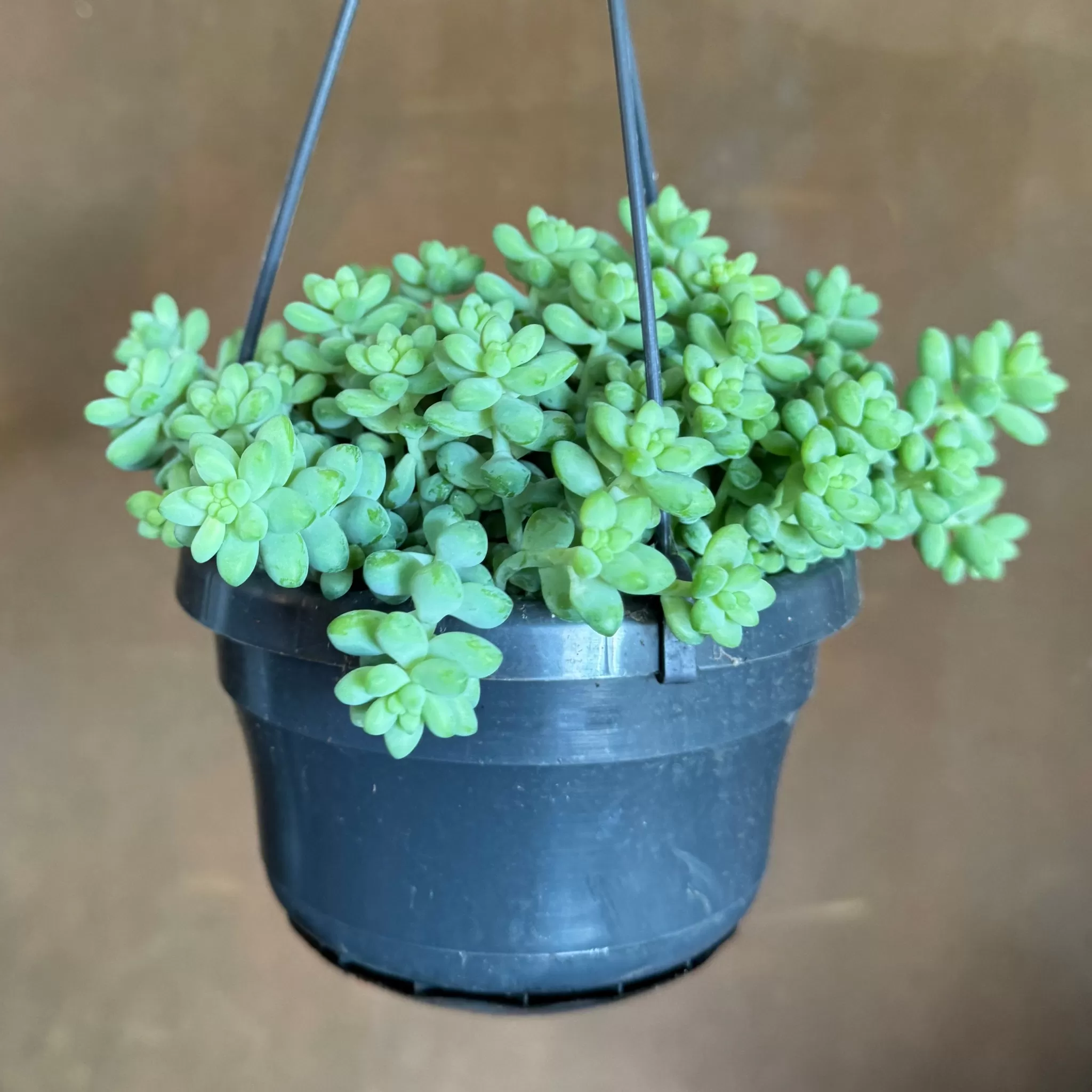 grow urban Sedum ‘Burrito’ (hangpot)- Trailing & Hanging Plants | Succulents & Cacti