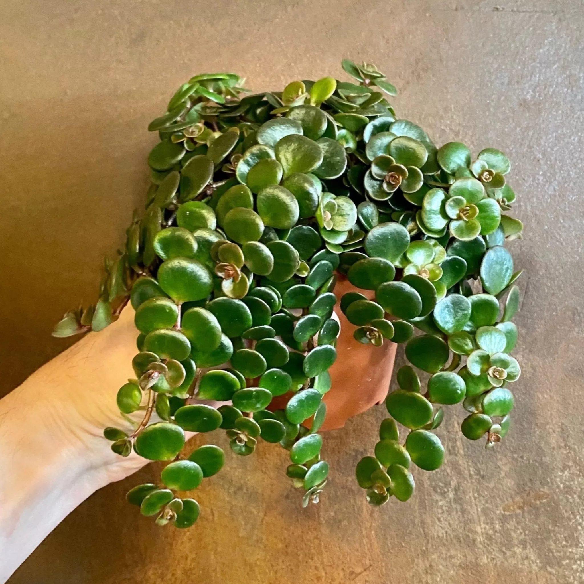grow urban Sedum Makinoi ‘Tornado’- Easy Care | Trailing & Hanging Plants