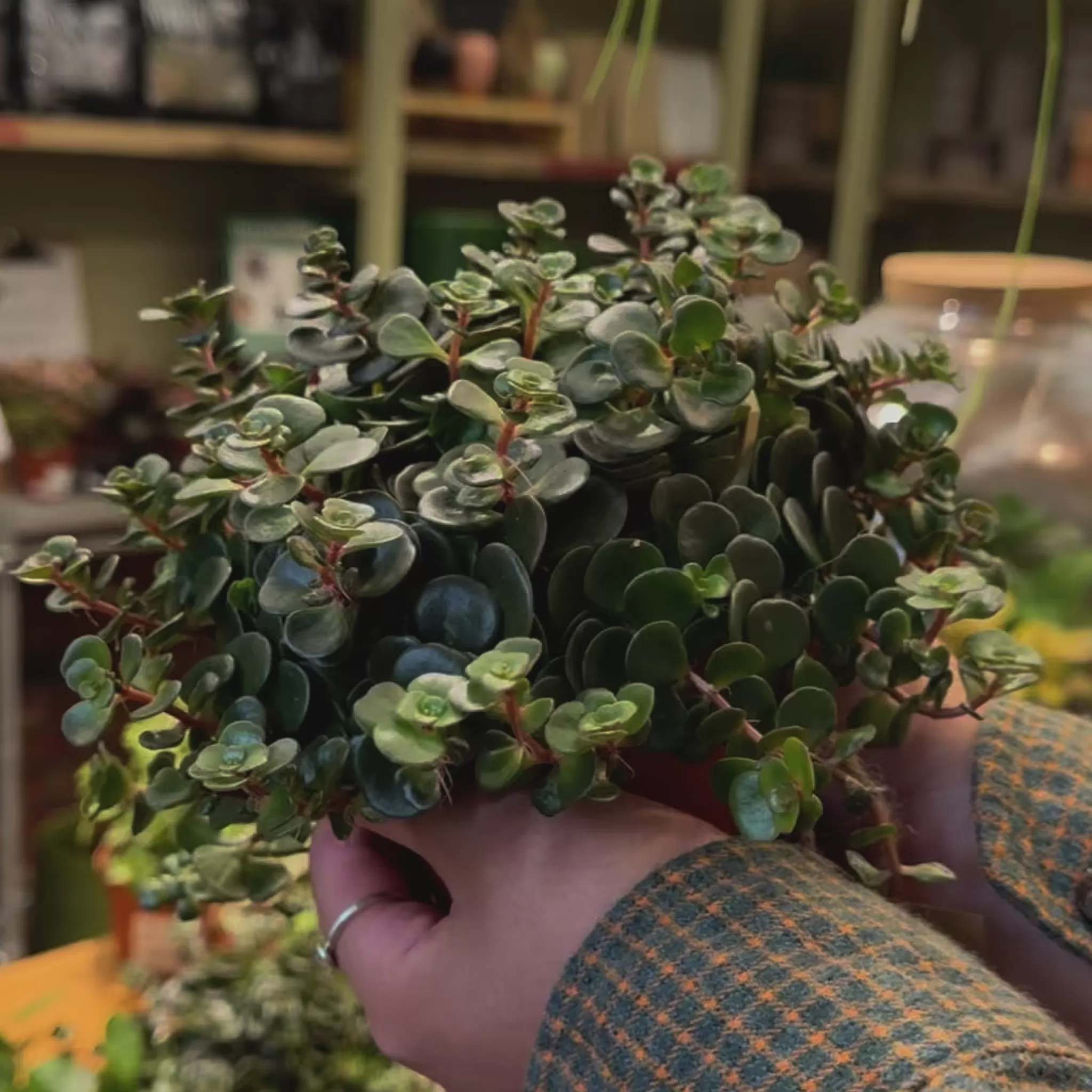 grow urban Sedum Makinoi ‘Tornado’- Easy Care | Trailing & Hanging Plants