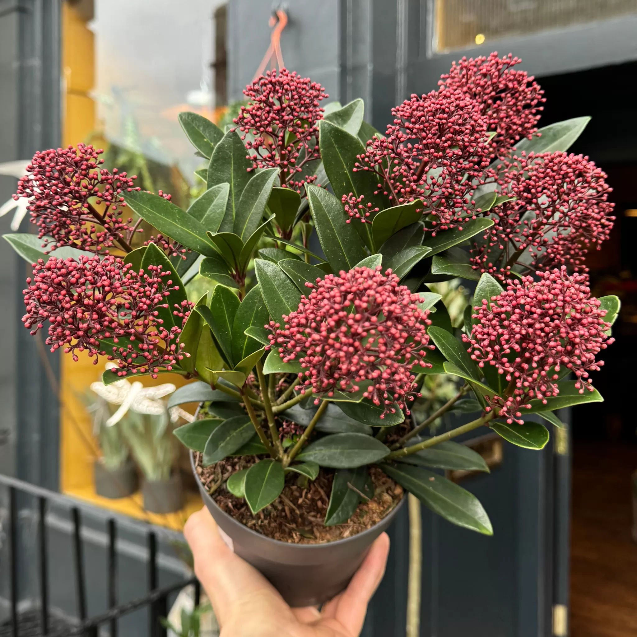 grow urban Skimmia Japonica 'Rubella'- Outdoor Plants