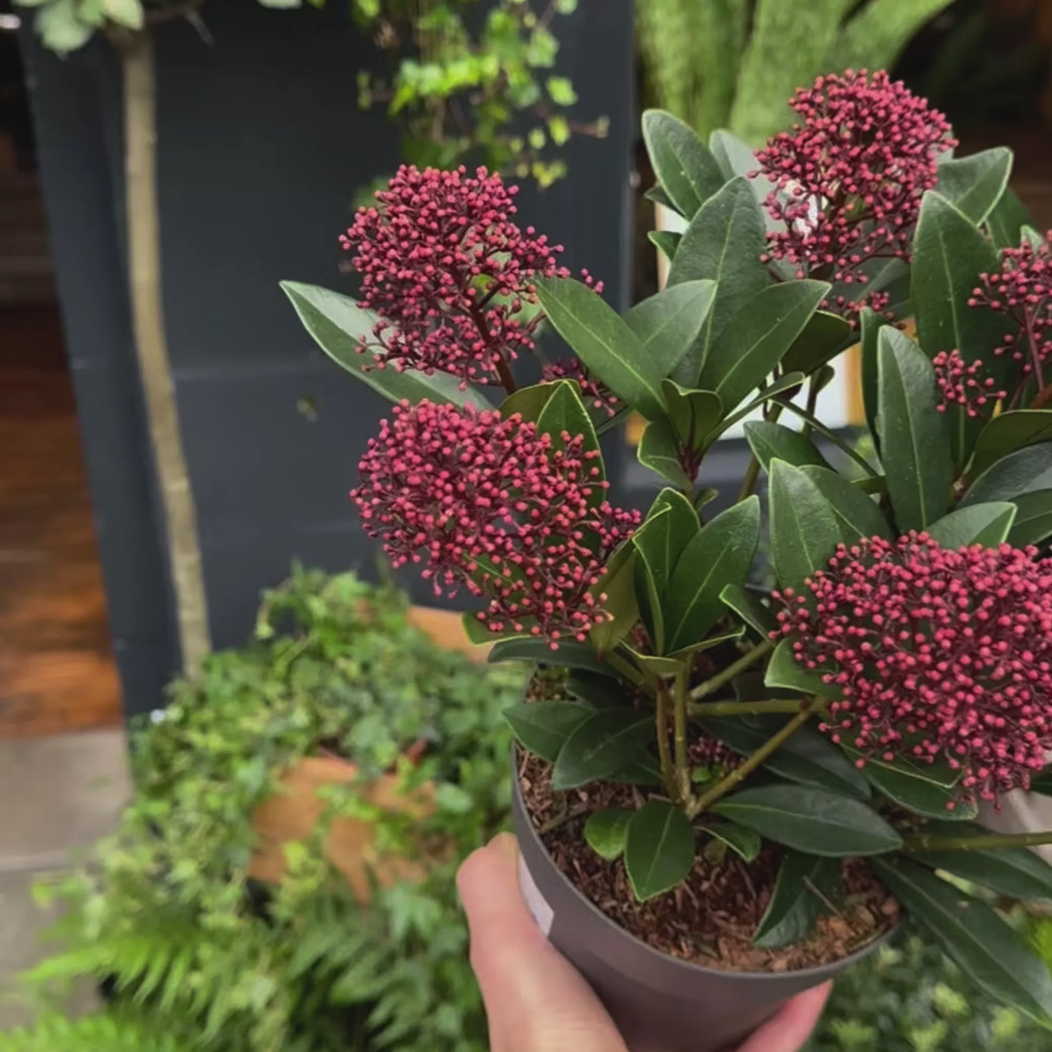 grow urban Skimmia Japonica 'Rubella'- Outdoor Plants