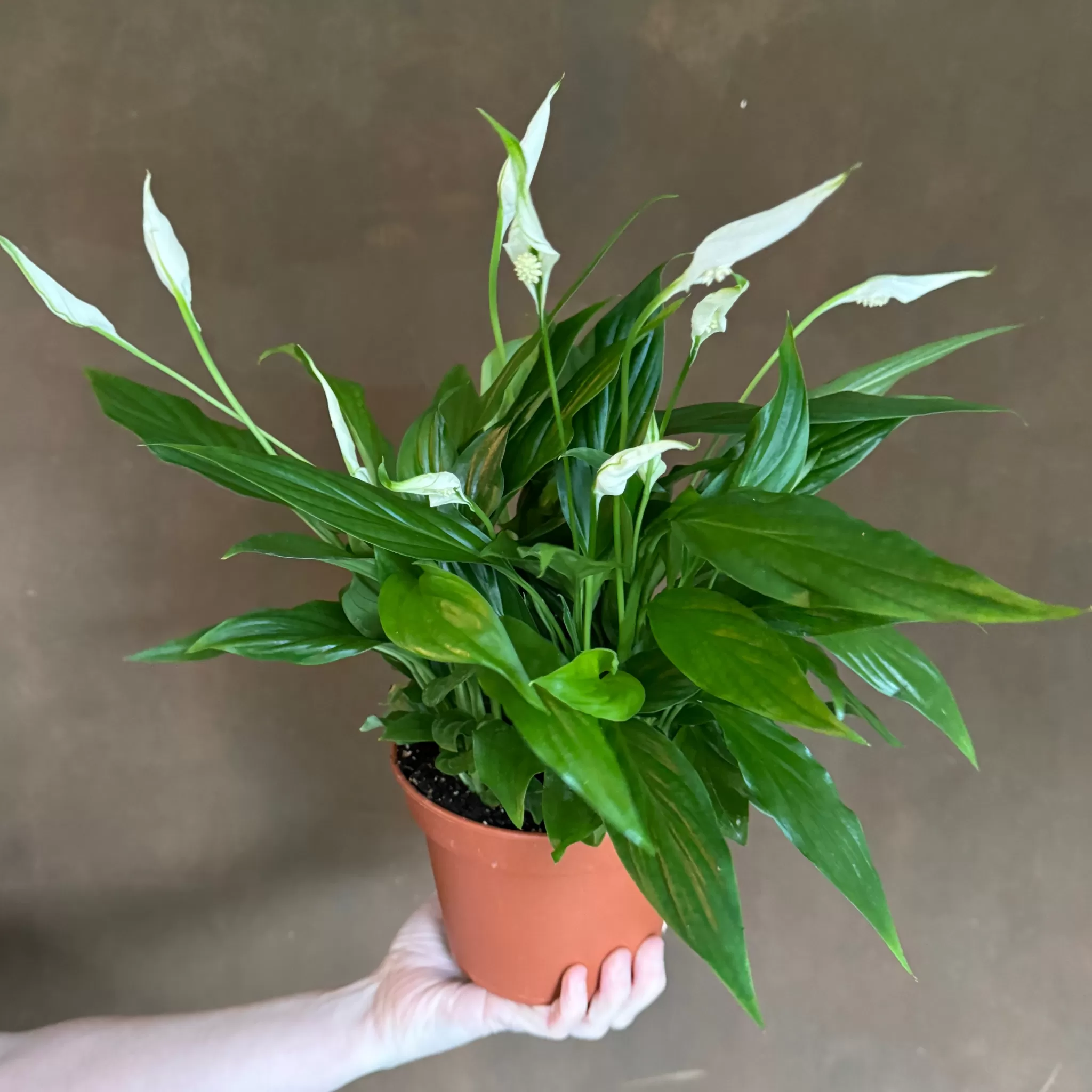 grow urban Spathiphyllum ‘Pearl Cupido’- Top Air Purifying | Shade Tolerant