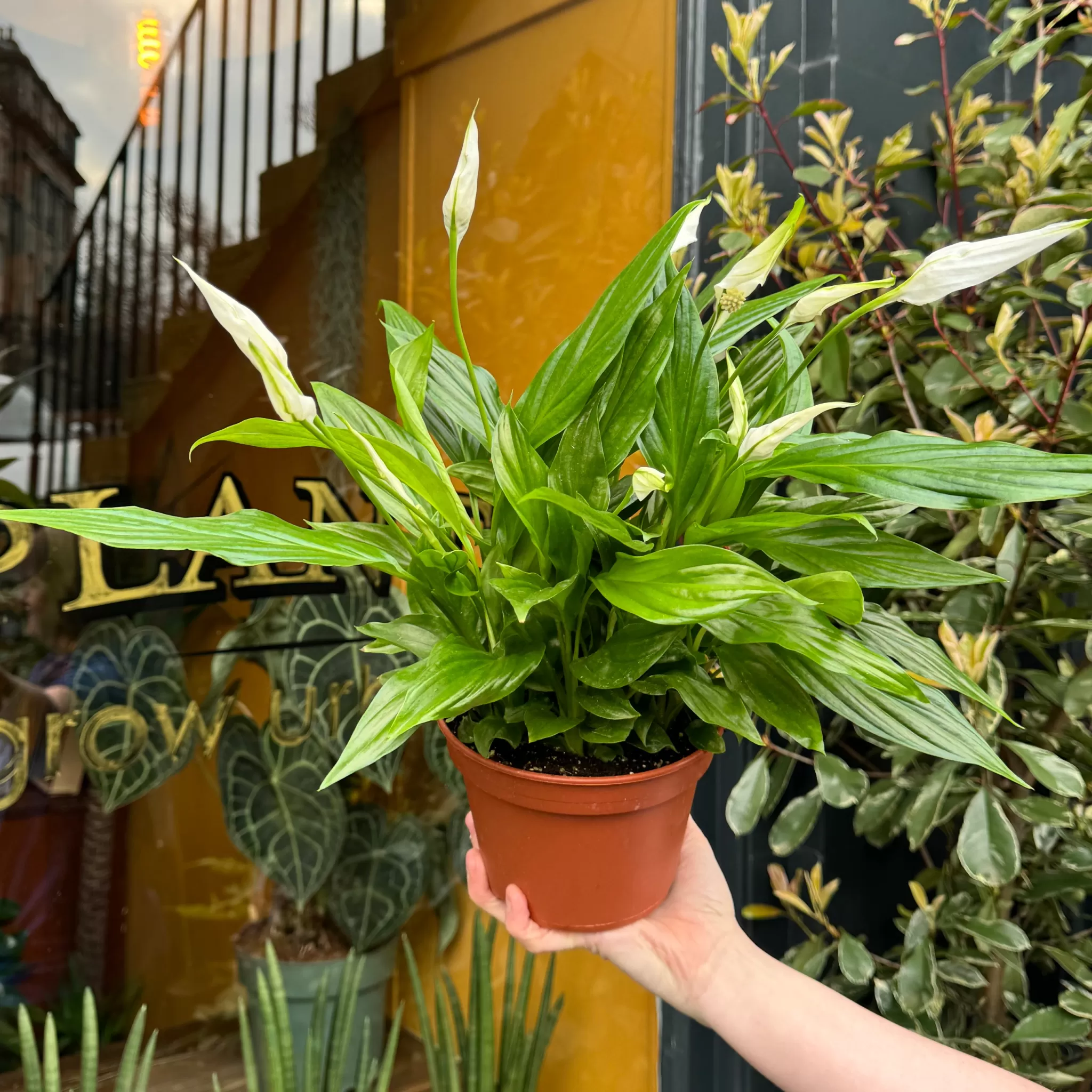 grow urban Spathiphyllum ‘Pearl Cupido’- Top Air Purifying | Shade Tolerant