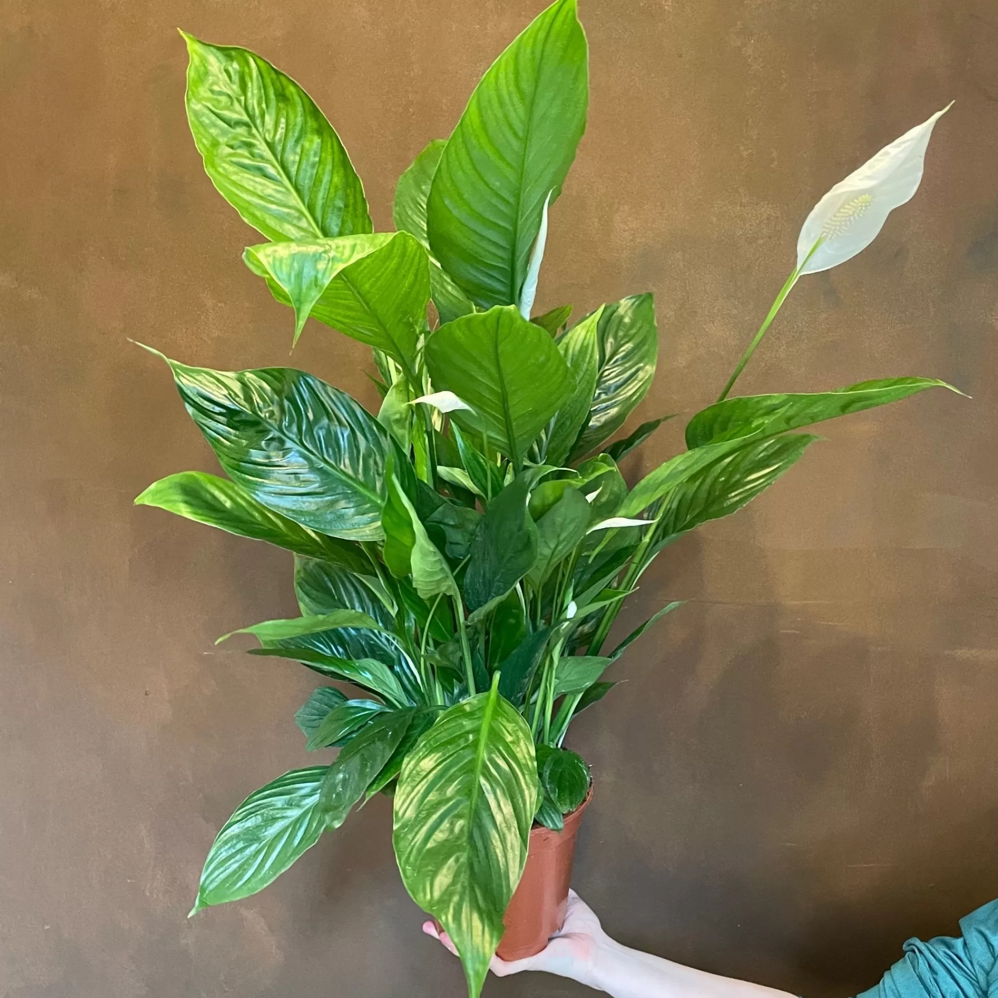 grow urban Spathiphyllum 'Vivaldi'- Top Air Purifying | Shade Tolerant