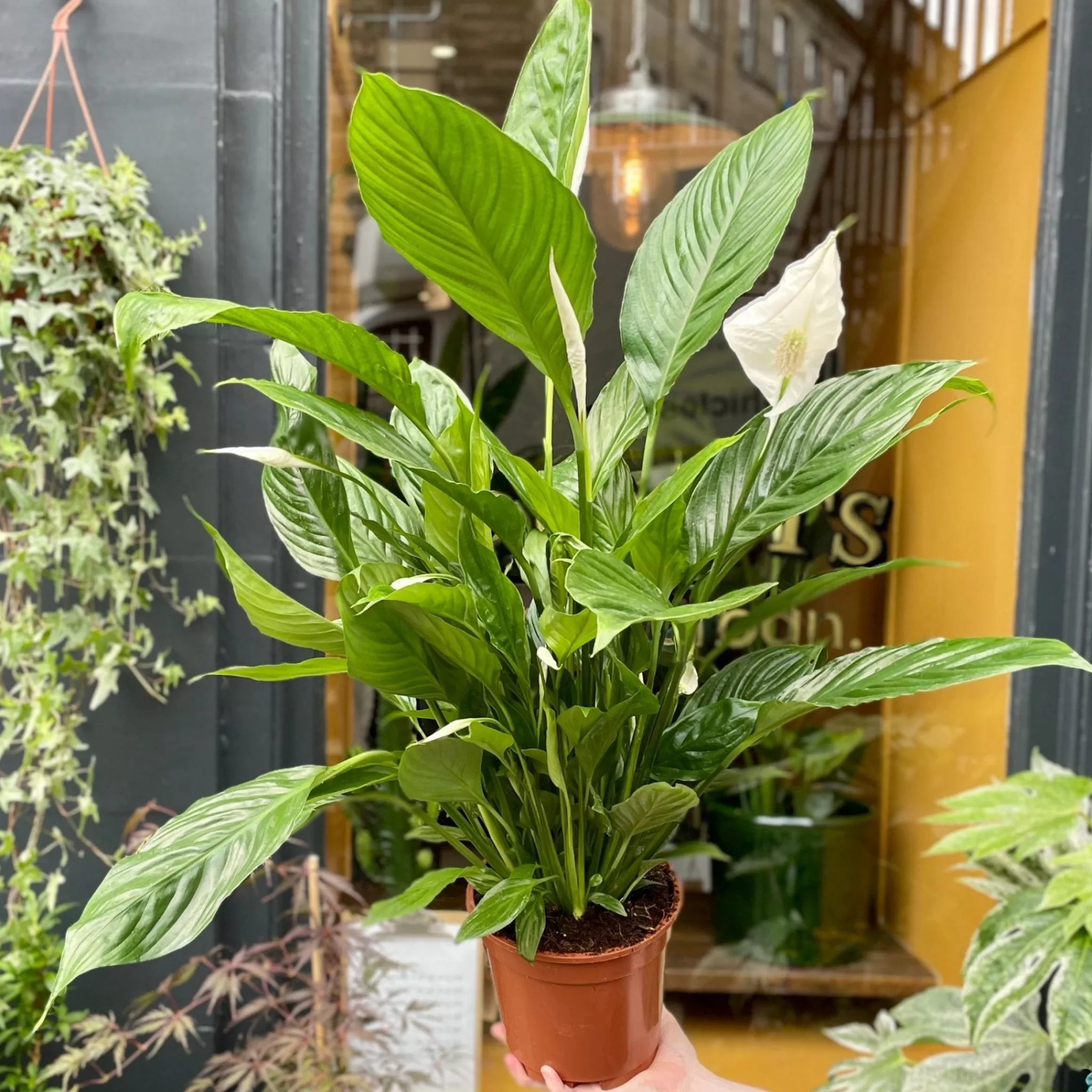 grow urban Spathiphyllum 'Vivaldi'- Top Air Purifying | Shade Tolerant