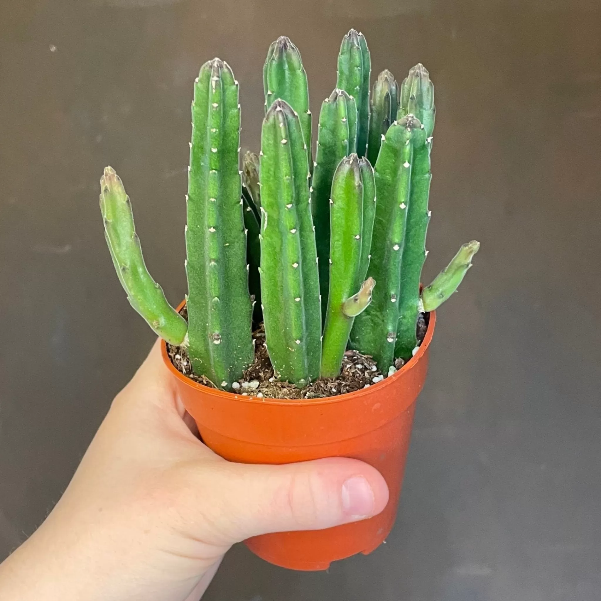 grow urban Stapelia Leendertziae- Succulents & Cacti