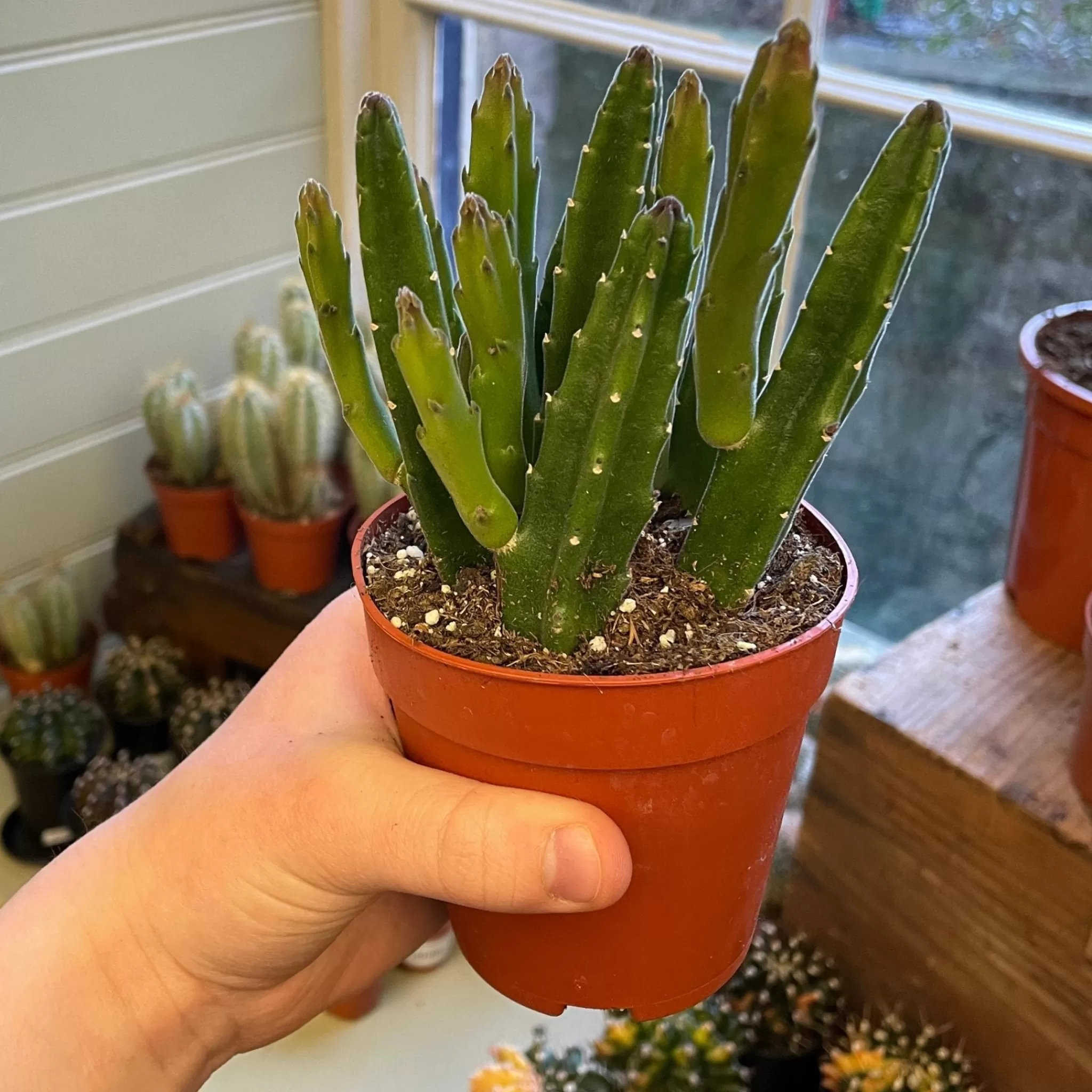 grow urban Stapelia Leendertziae- Succulents & Cacti