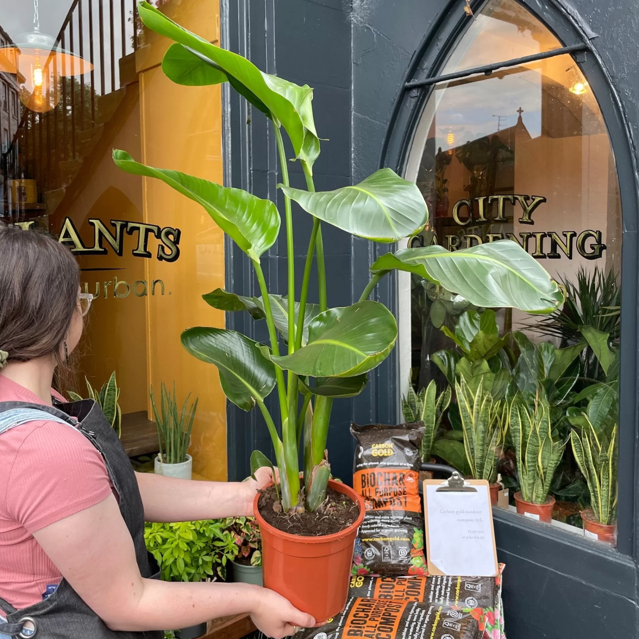 grow urban Strelitzia Nicolai (90cm+)- Large & Tall Plants | Foliage Plants