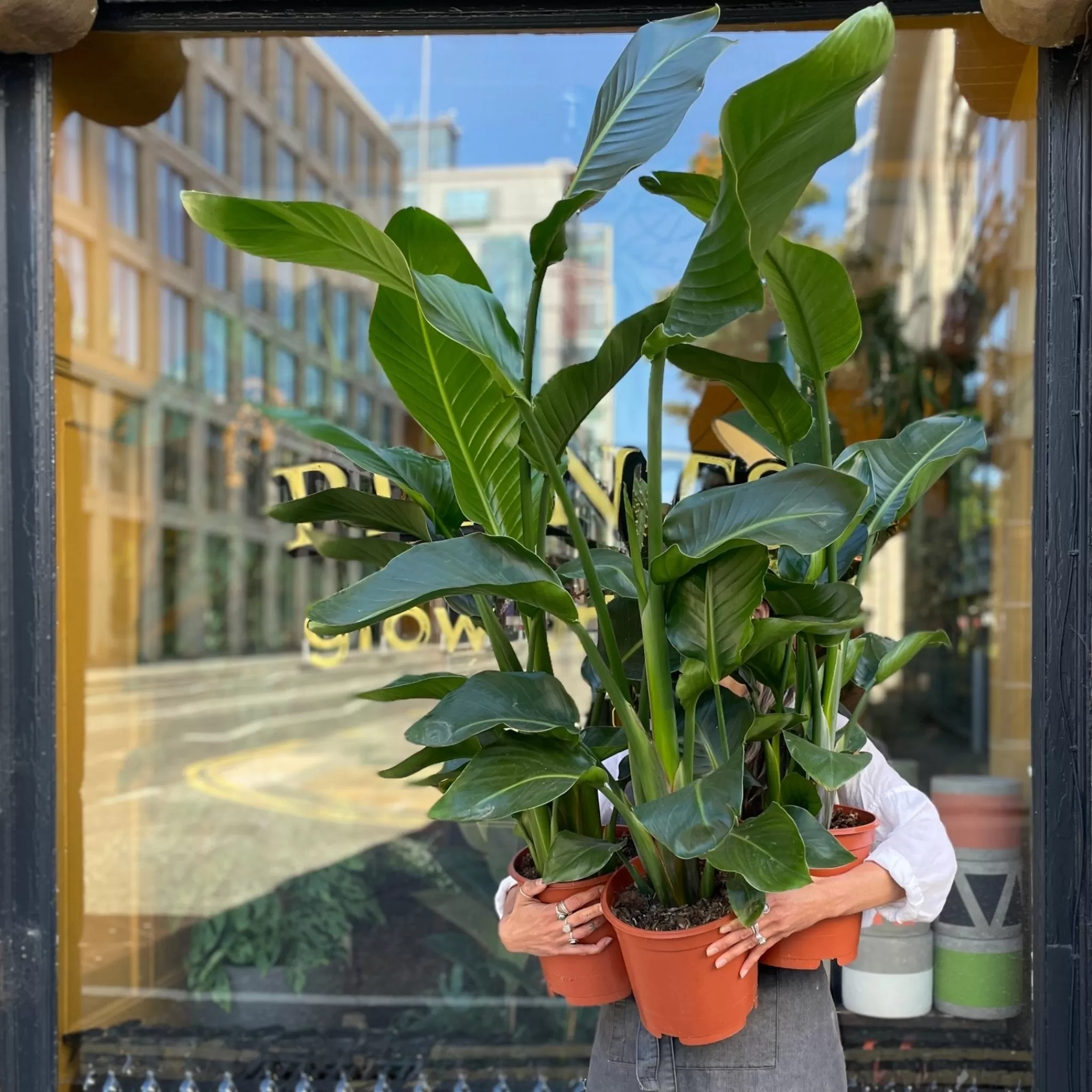 grow urban Strelitzia Nicolai (90cm+)- Large & Tall Plants | Foliage Plants