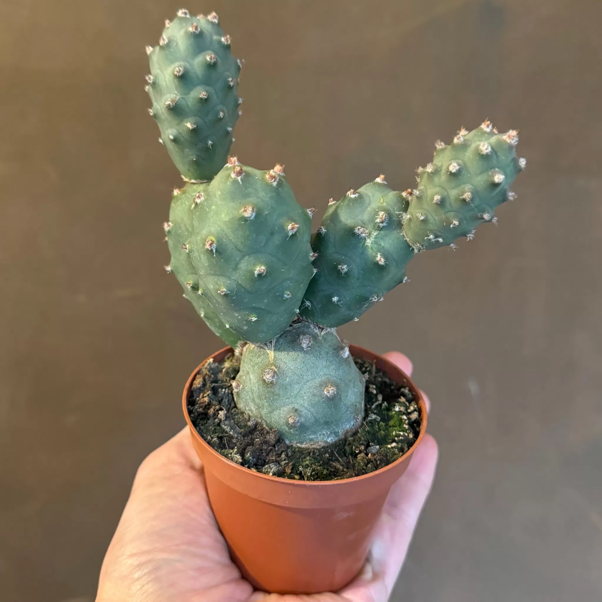 grow urban Tephrocactus Articulatus- Easy Care | Succulents & Cacti
