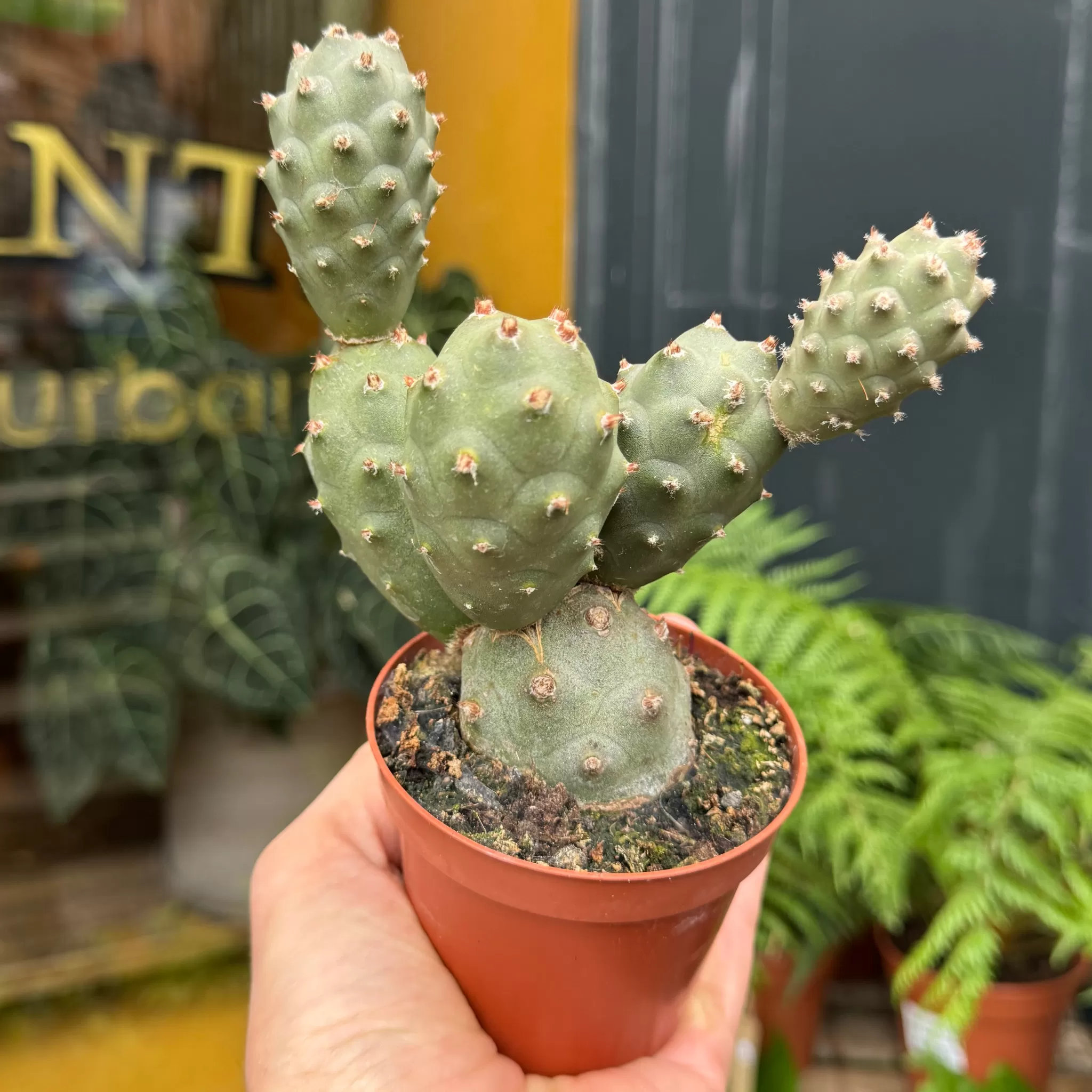 grow urban Tephrocactus Articulatus- Easy Care | Succulents & Cacti