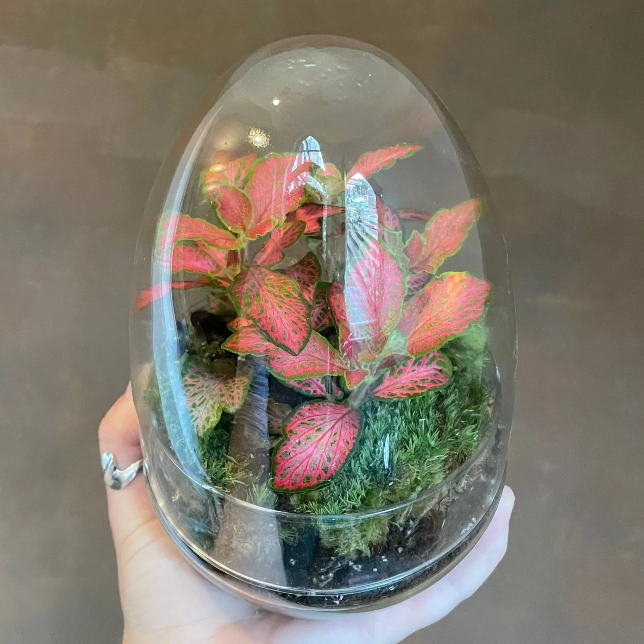 grow urban Terrarium Egg- Gift Ideas | Gift Ideas