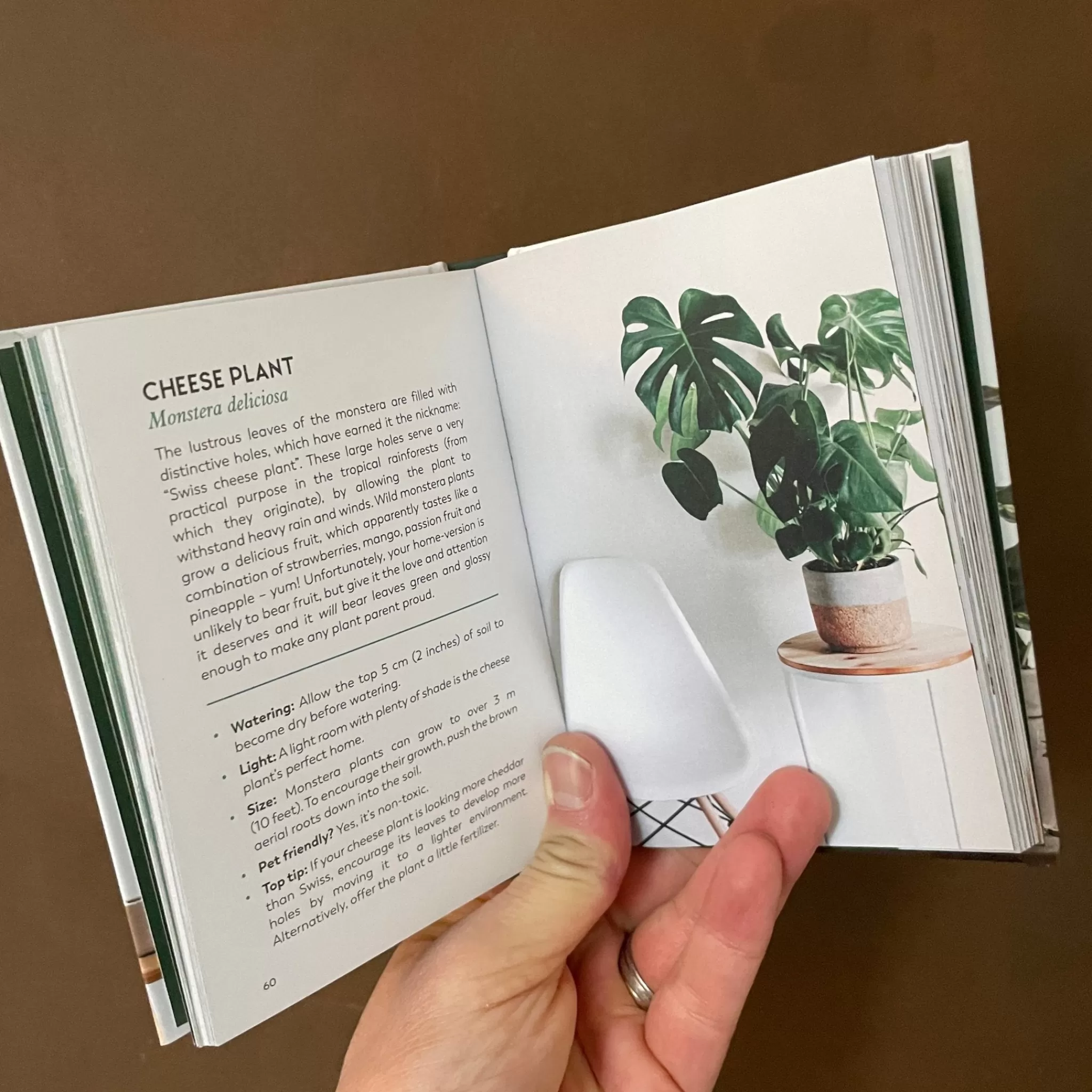 grow urban The Little Book For Plant Parents- Books | Gift Ideas