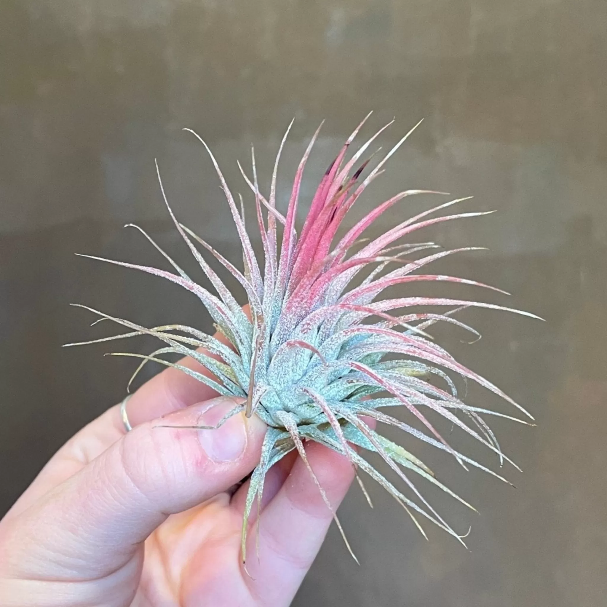 grow urban Tillandsia - Air Plant- Pet Friendly | Foliage Plants
