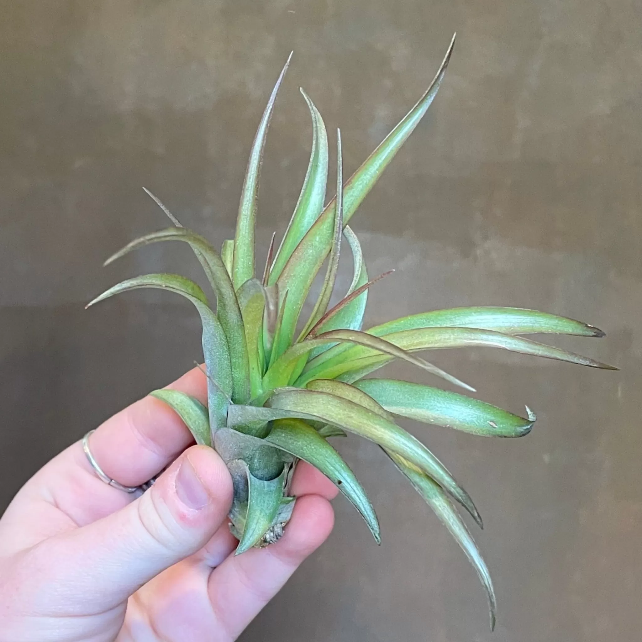 grow urban Tillandsia - Air Plant- Pet Friendly | Foliage Plants