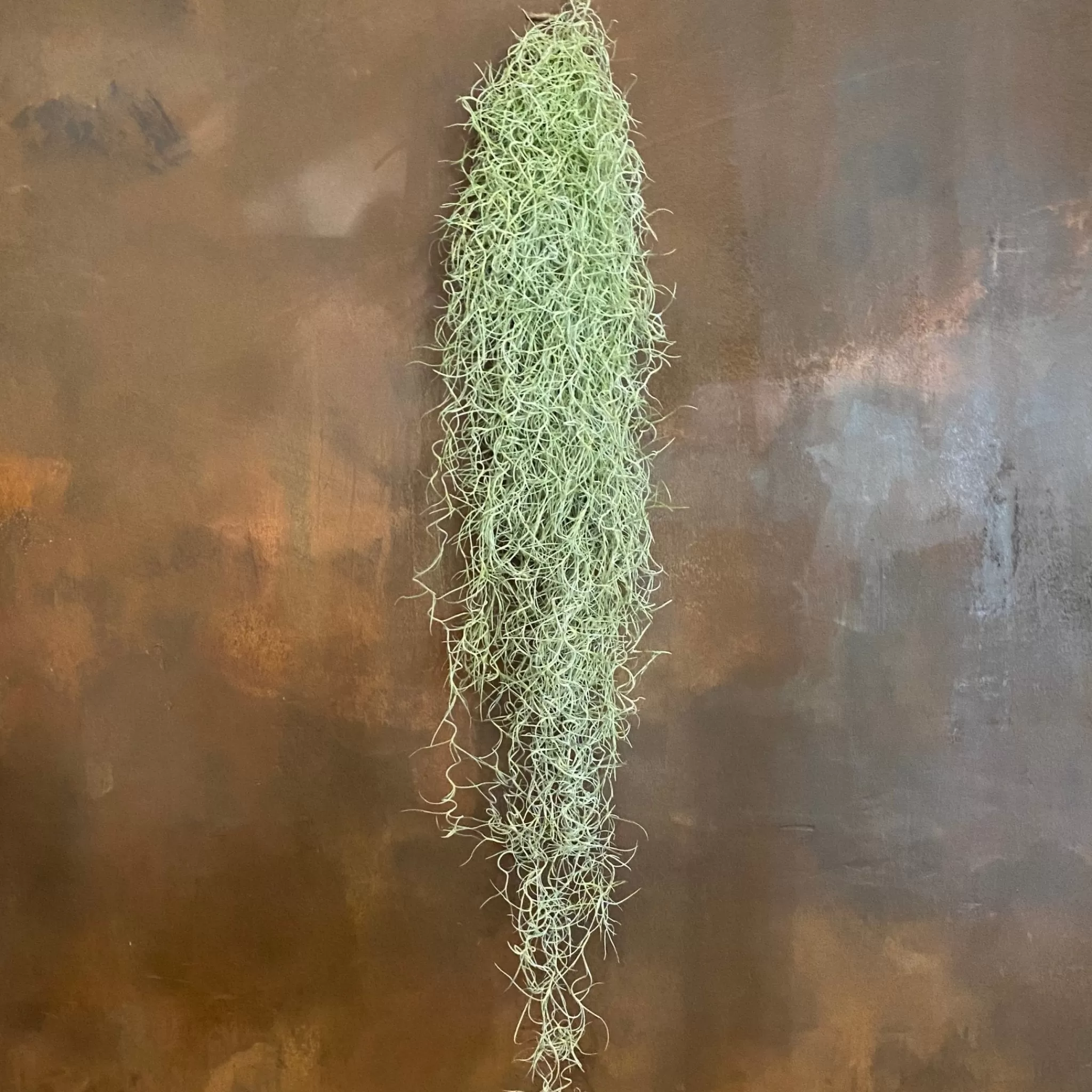 grow urban Tillandsia Usneoides (90cm)- Pet Friendly | Trailing & Hanging Plants