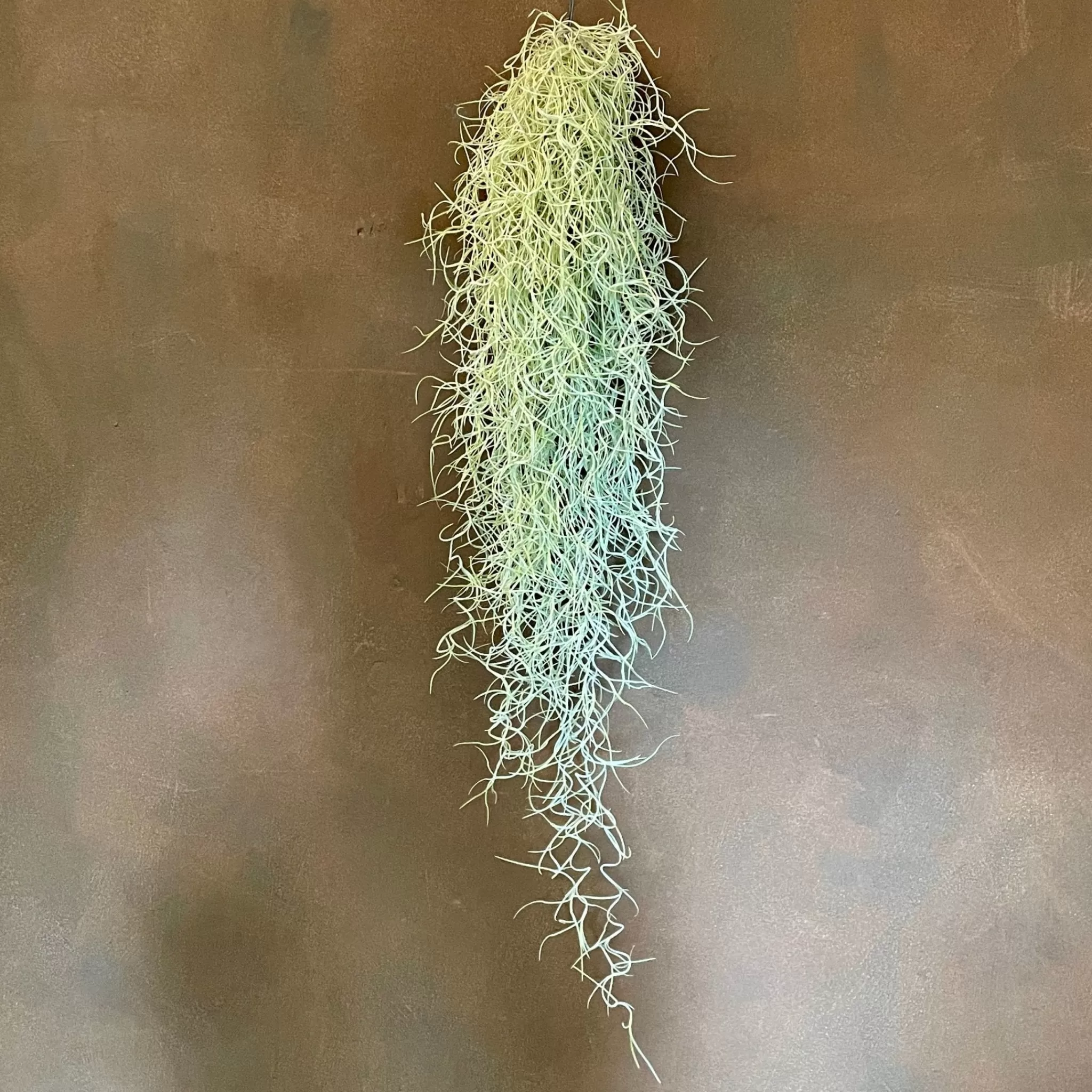 grow urban Tillandsia Usneoides (45cm)- Pet Friendly | Trailing & Hanging Plants