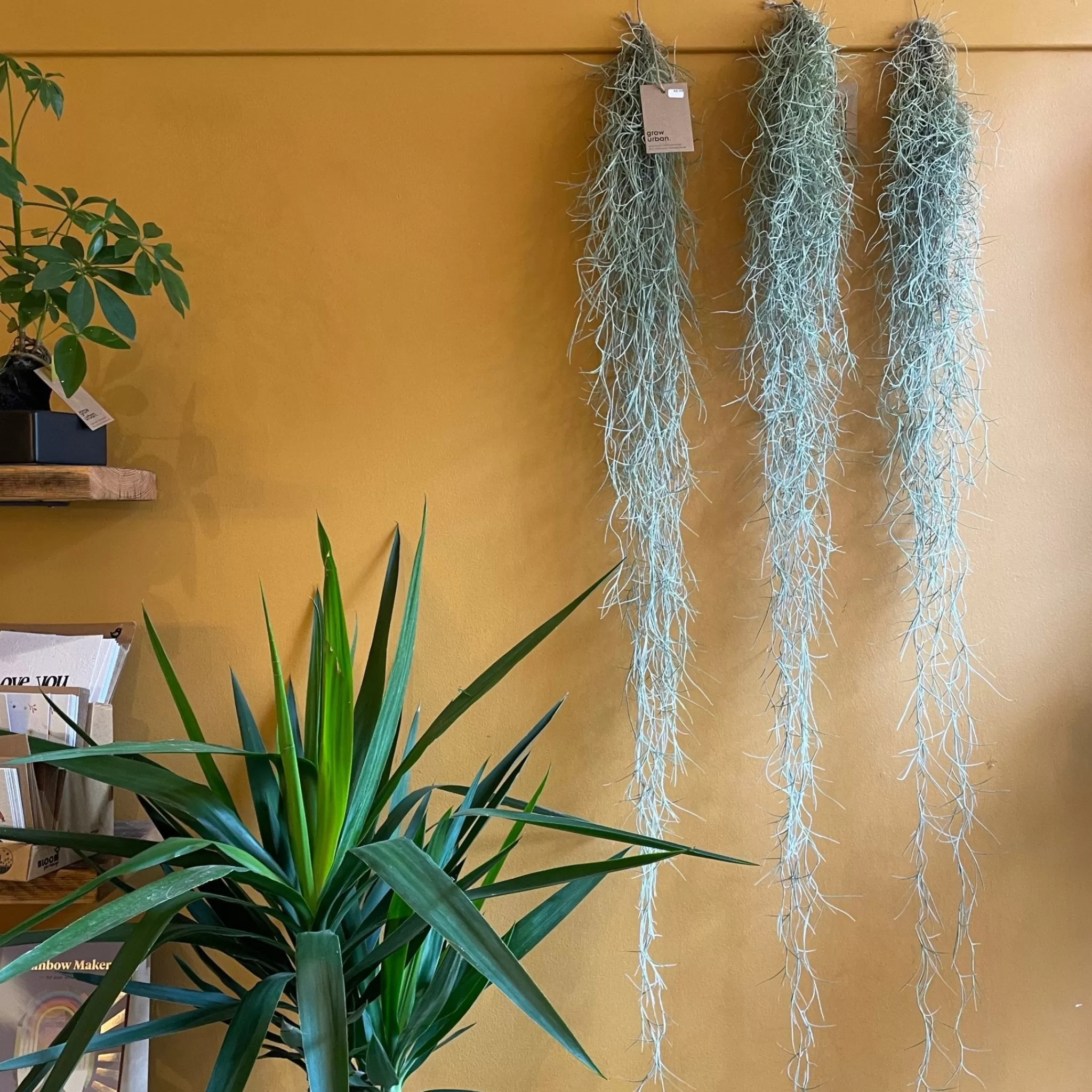grow urban Tillandsia Usneoides (90cm)- Pet Friendly | Trailing & Hanging Plants