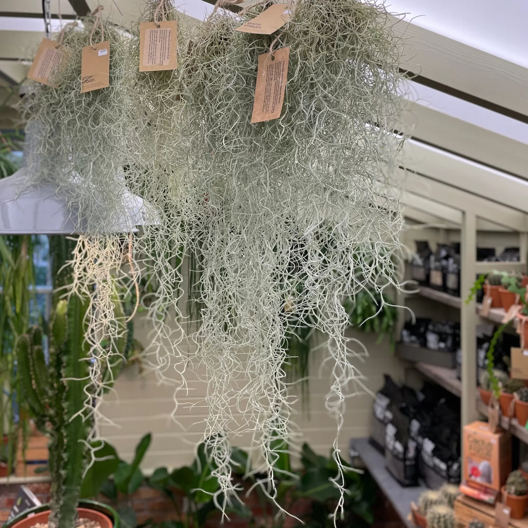 grow urban Tillandsia Usneoides (45cm)- Pet Friendly | Trailing & Hanging Plants