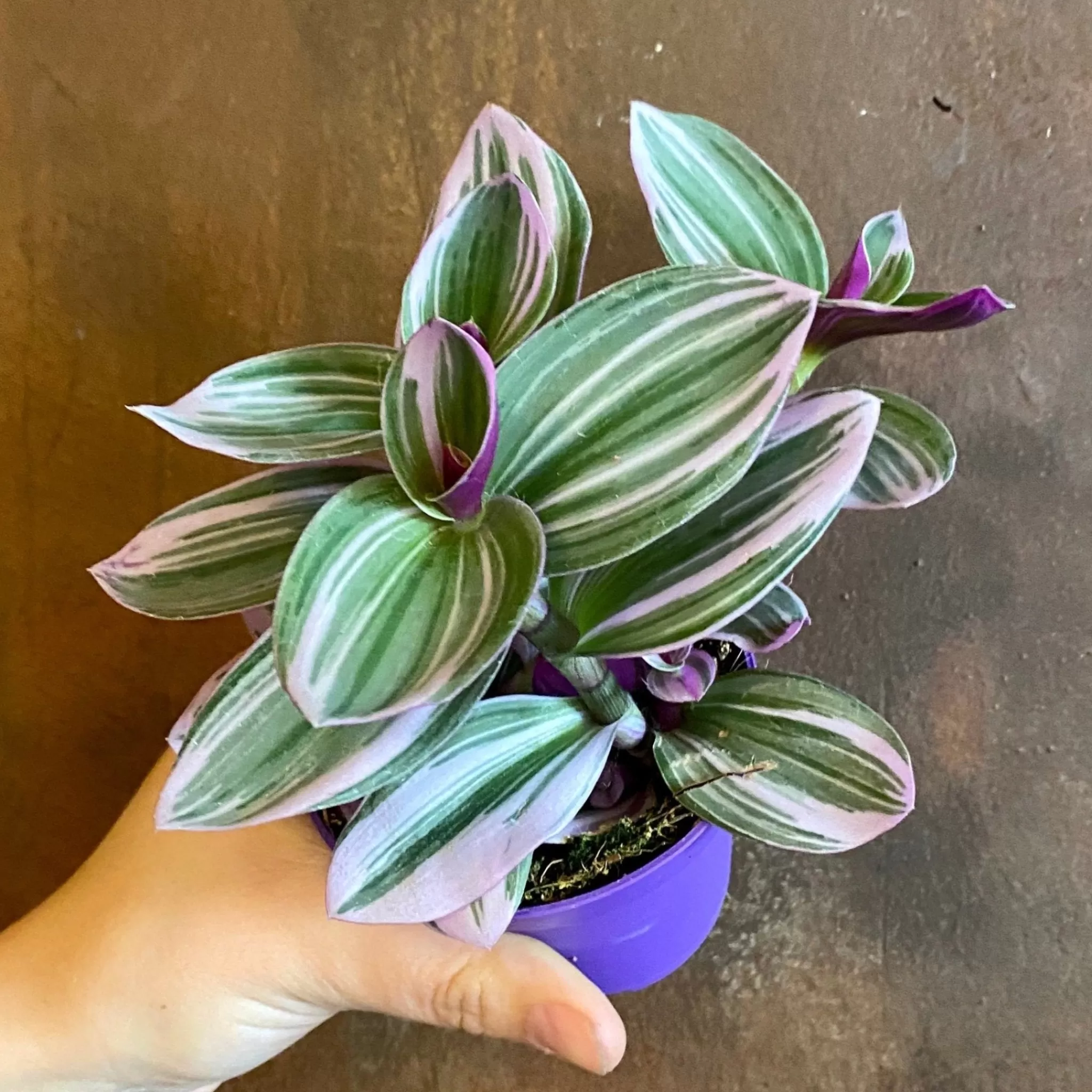 grow urban Tradescantia 'Nanouk'- Terrarium Plants | Trailing & Hanging Plants