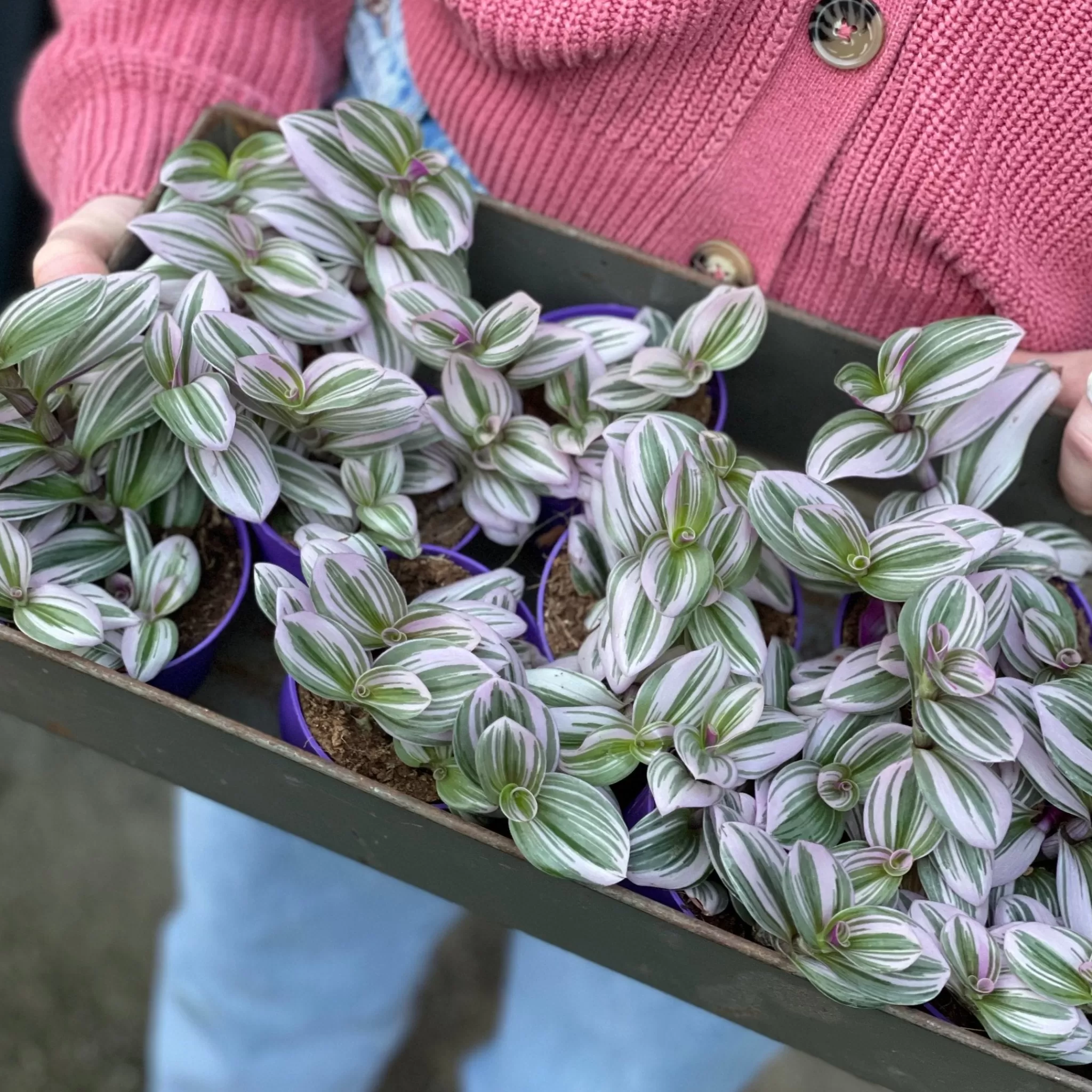 grow urban Tradescantia 'Nanouk'- Terrarium Plants | Trailing & Hanging Plants