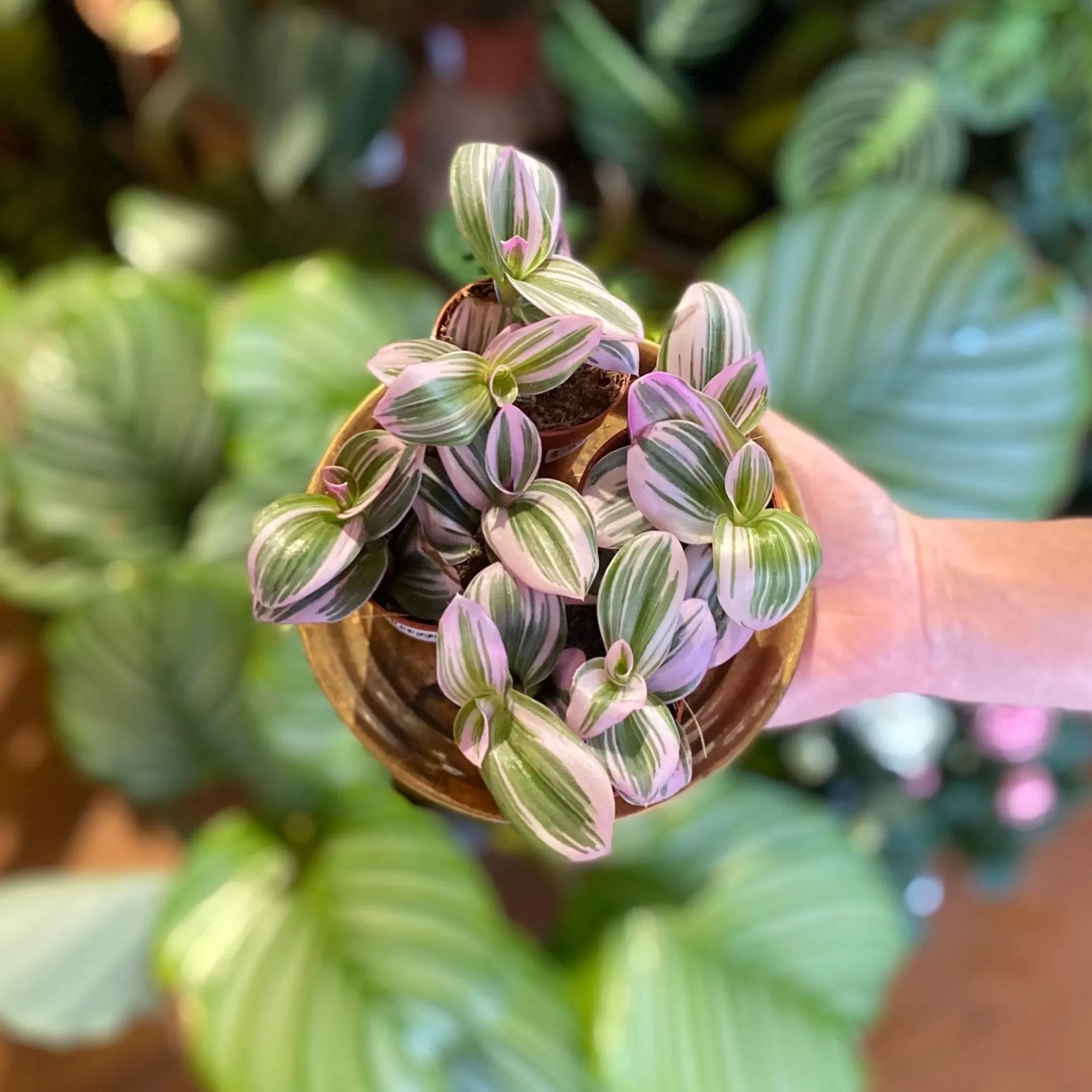 grow urban Tradescantia 'Nanouk' (mini)- Terrarium Plants | Trailing & Hanging Plants