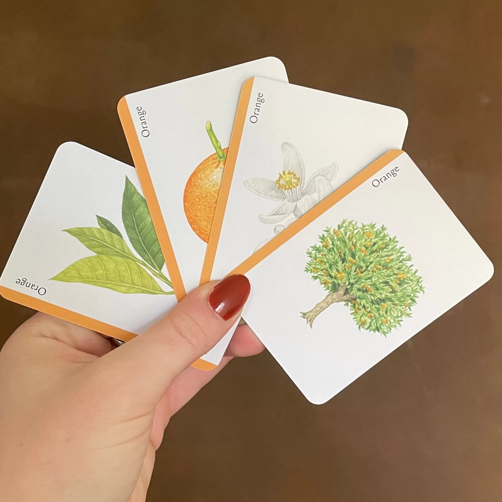 grow urban Tree Families | A Botanical Card Game- Gift Ideas | Gift Ideas