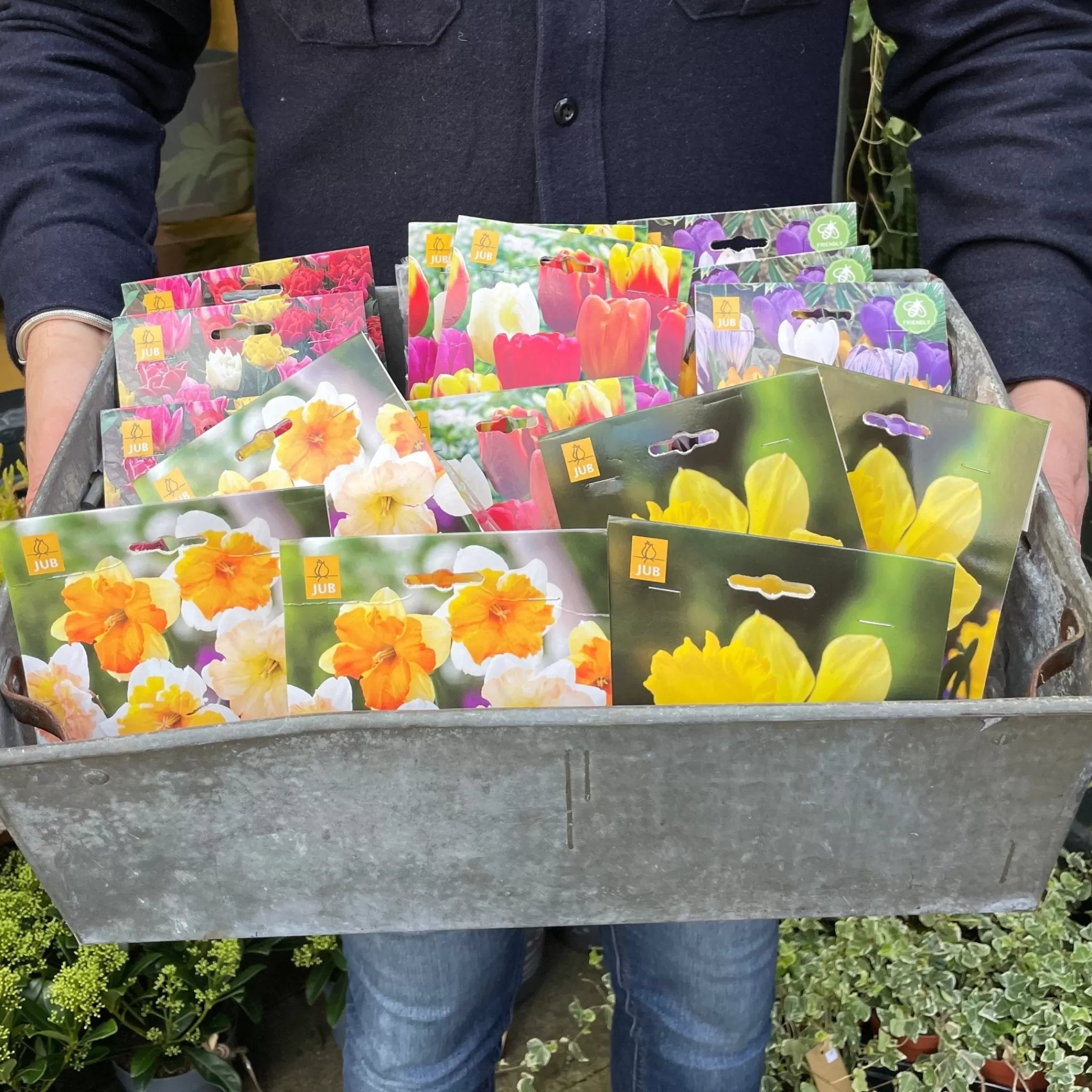 grow urban Tulip Bulbs For Autumn Planting- Seeds & Bulbs | Outdoor Plants