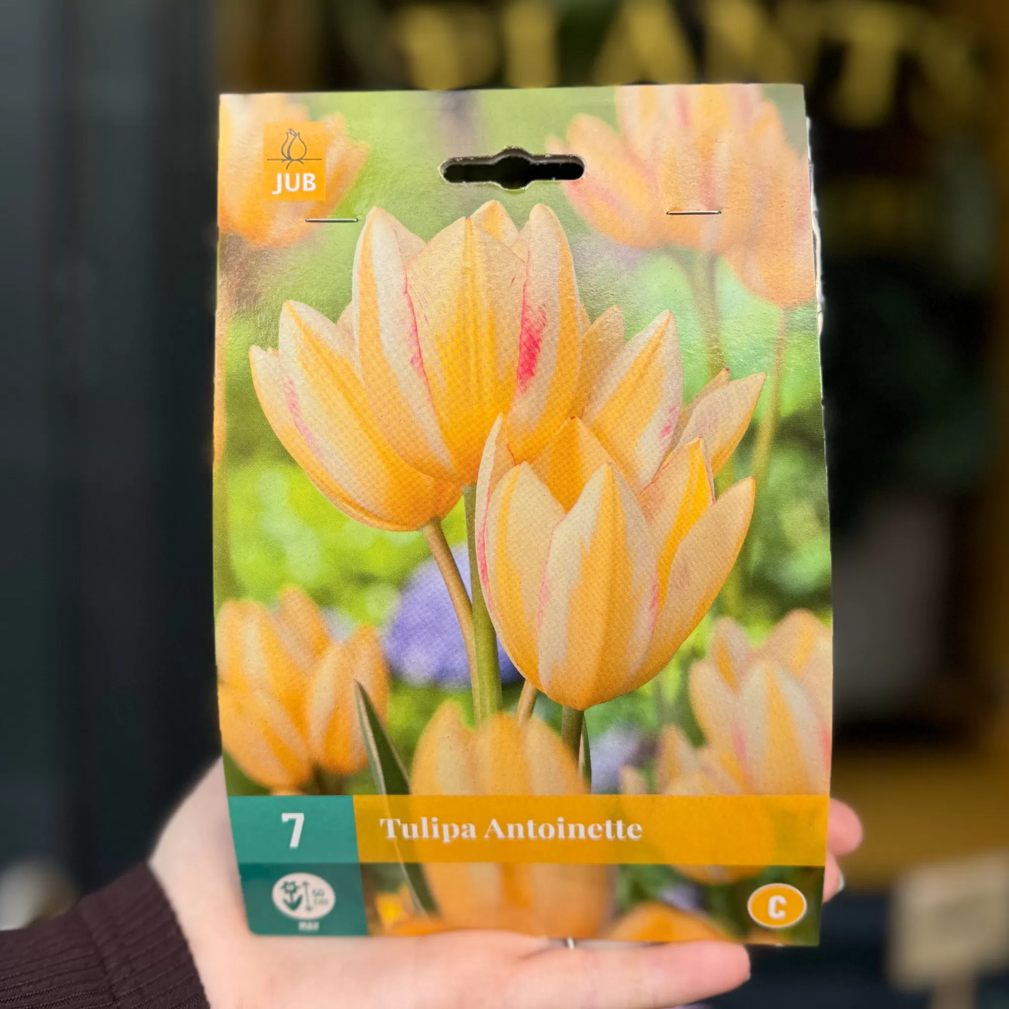 grow urban Tulip Bulbs For Autumn Planting- Seeds & Bulbs | Outdoor Plants