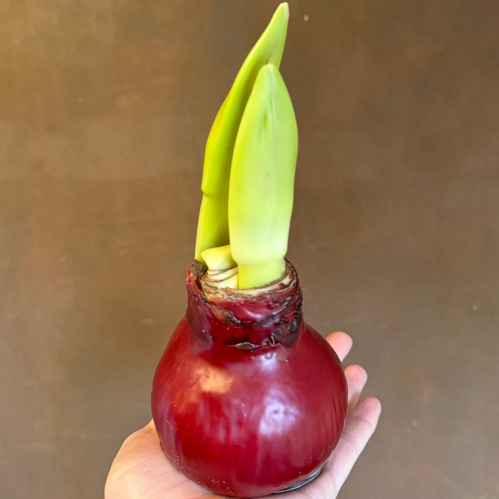 grow urban Wax Amaryllis Bulbs | 2 Stem- Foliage Plants