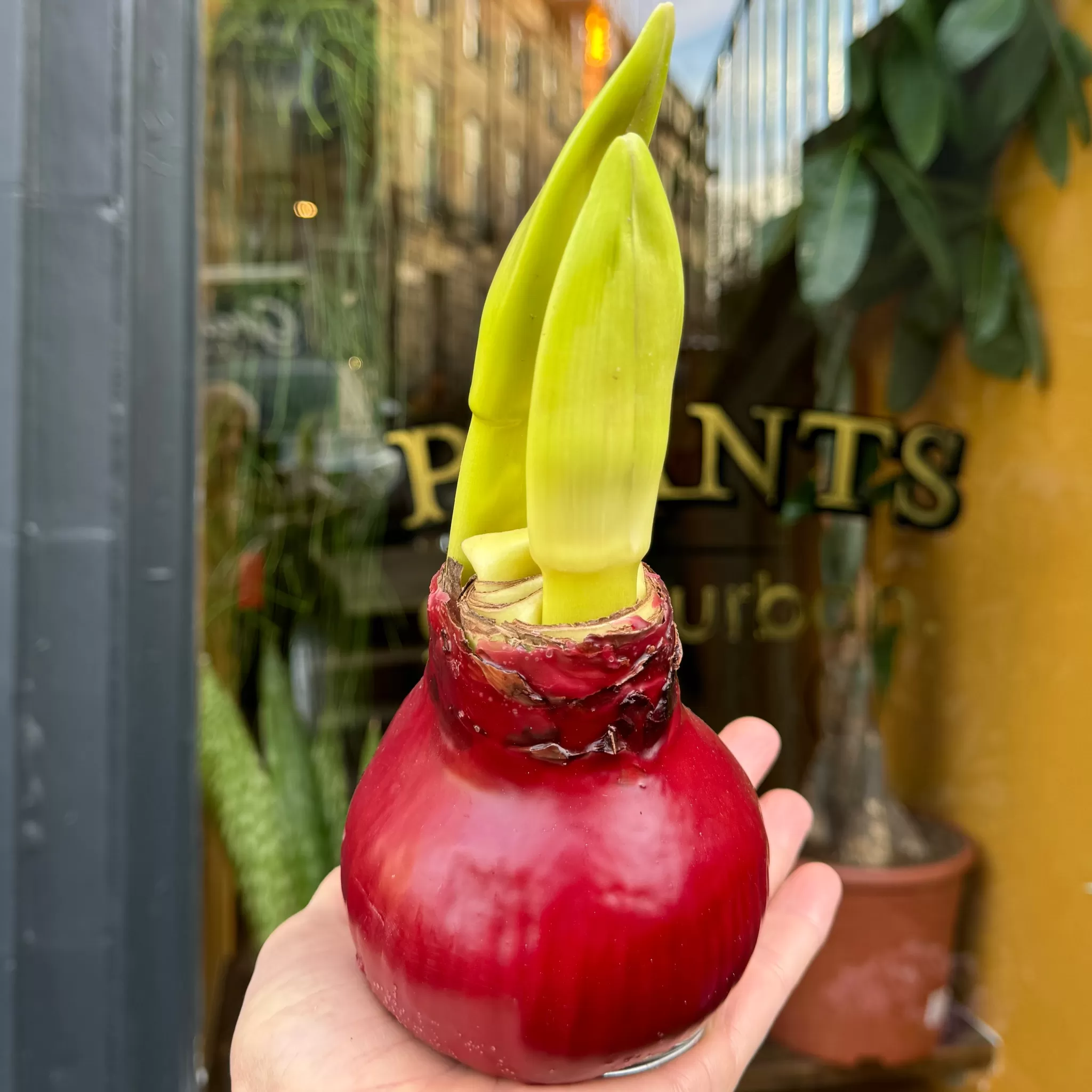 grow urban Wax Amaryllis Bulbs | 2 Stem- Foliage Plants