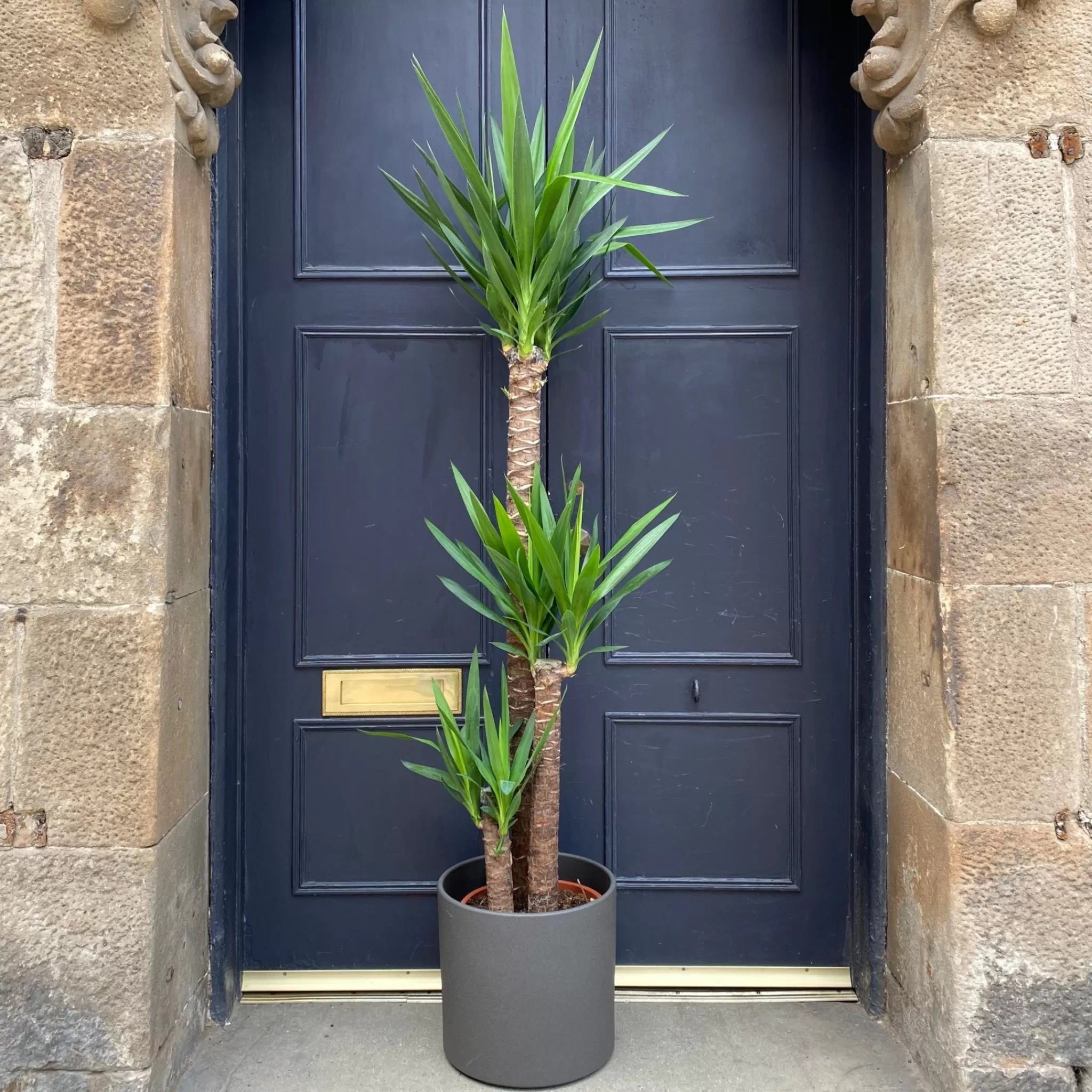grow urban Yucca Elephantipes (170cm)- Easy Care | Large & Tall Plants