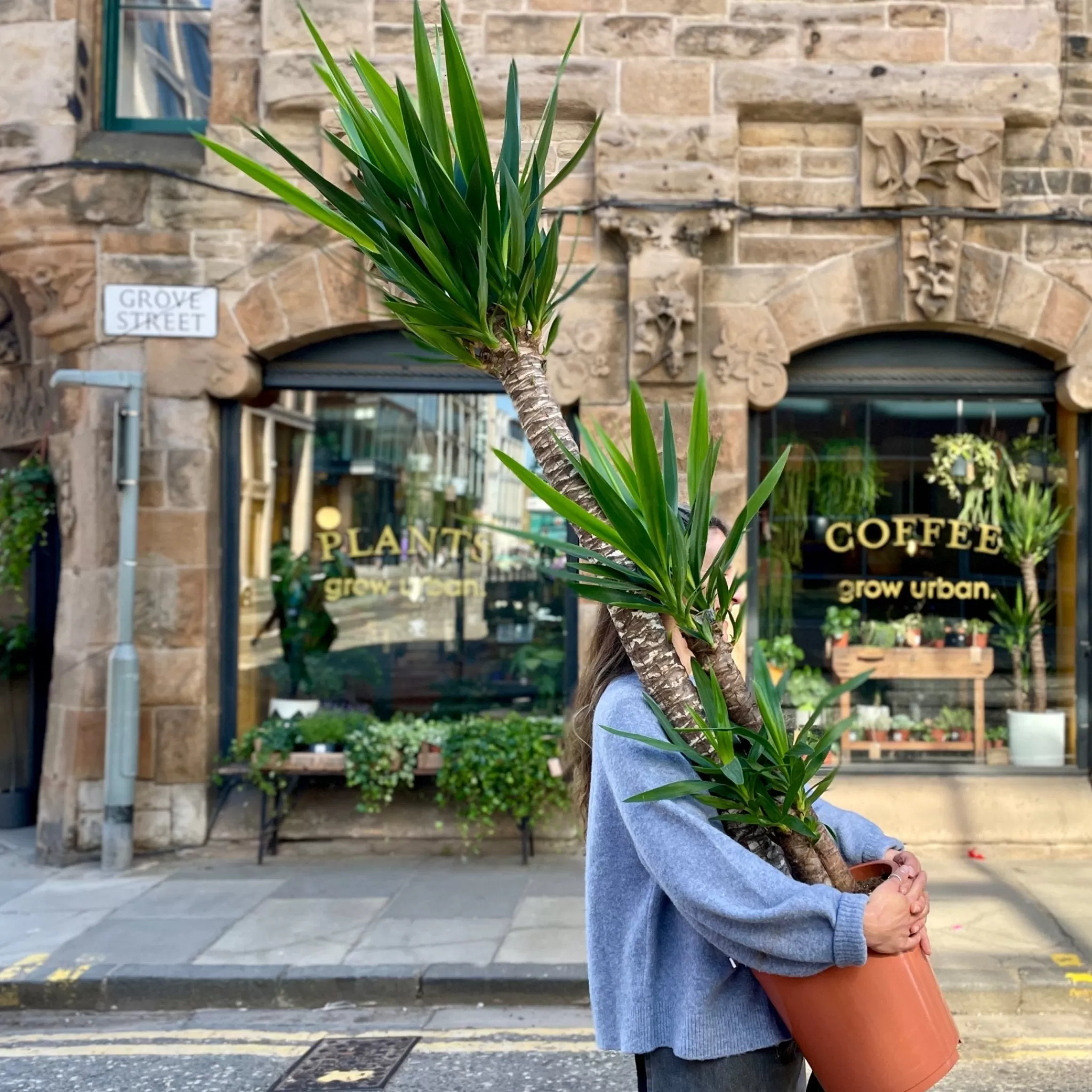 grow urban Yucca Elephantipes (170cm)- Easy Care | Large & Tall Plants