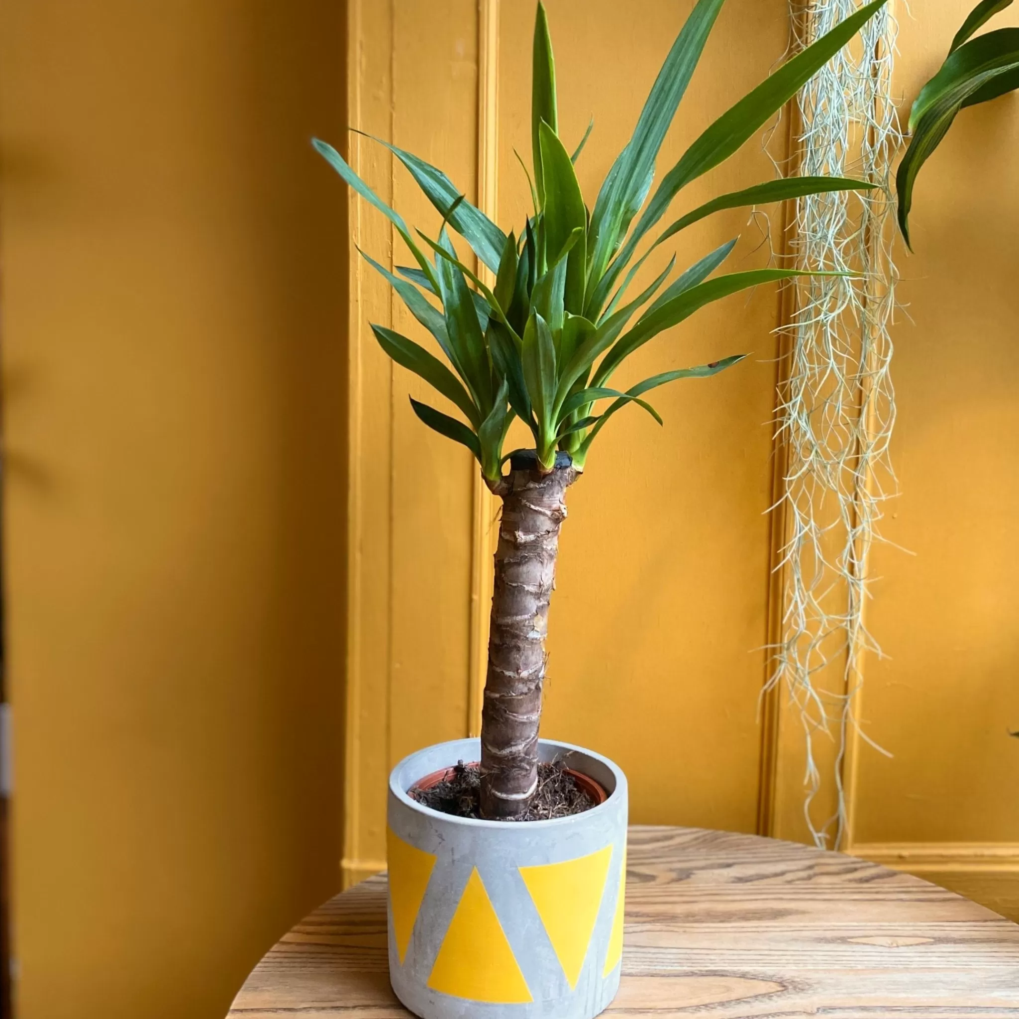 grow urban Yucca Elephantipes (60cm)- Easy Care | Foliage Plants