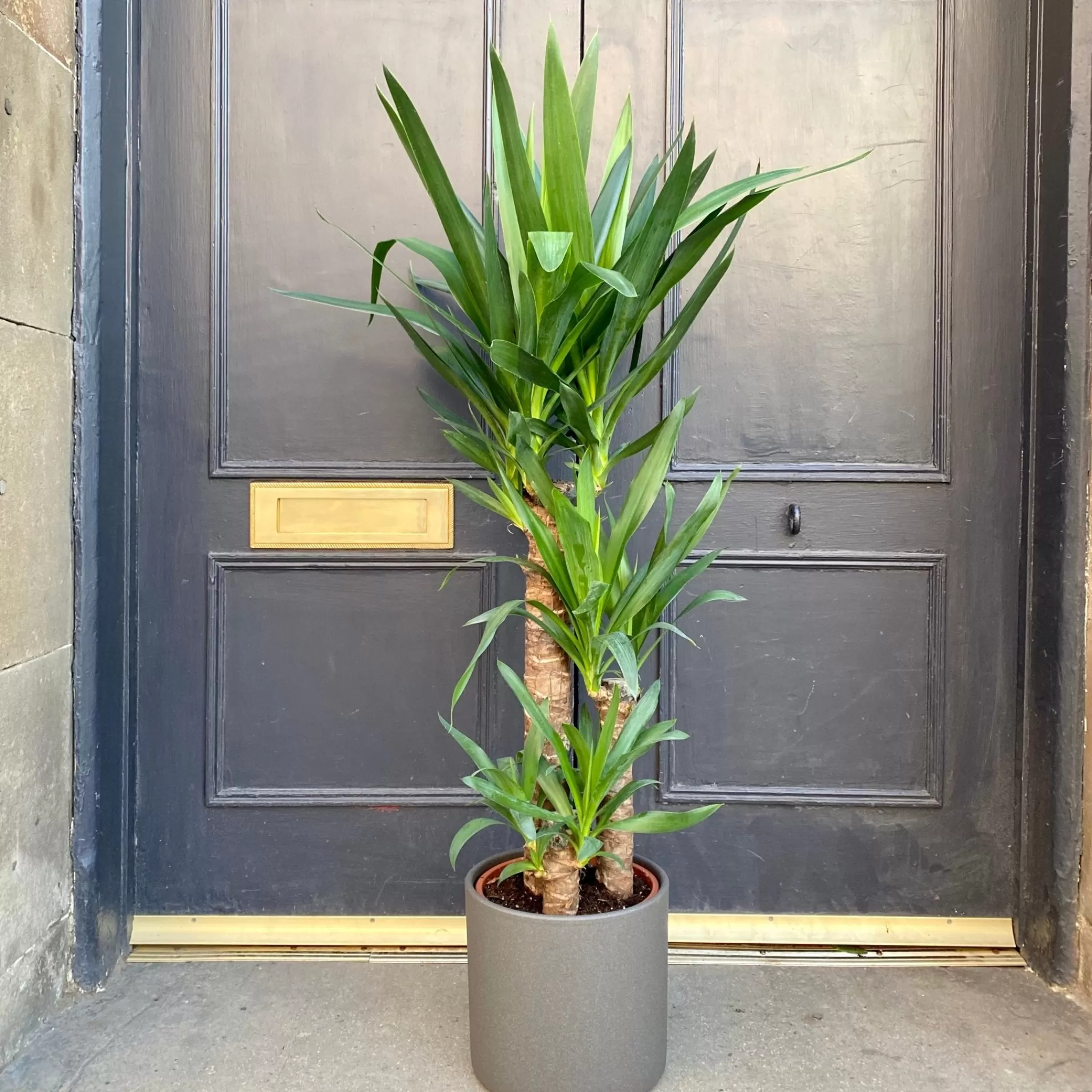 grow urban Yucca Elephantipes (21cm Pot)- Easy Care | Large & Tall Plants