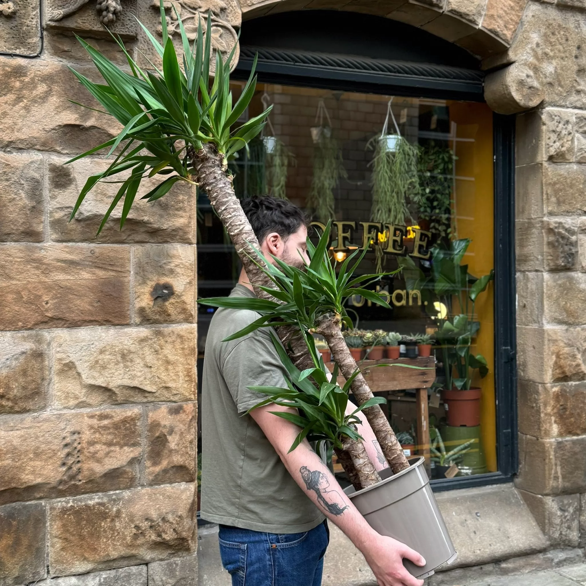 grow urban Yucca Elephantipes (21cm Pot)- Easy Care | Large & Tall Plants