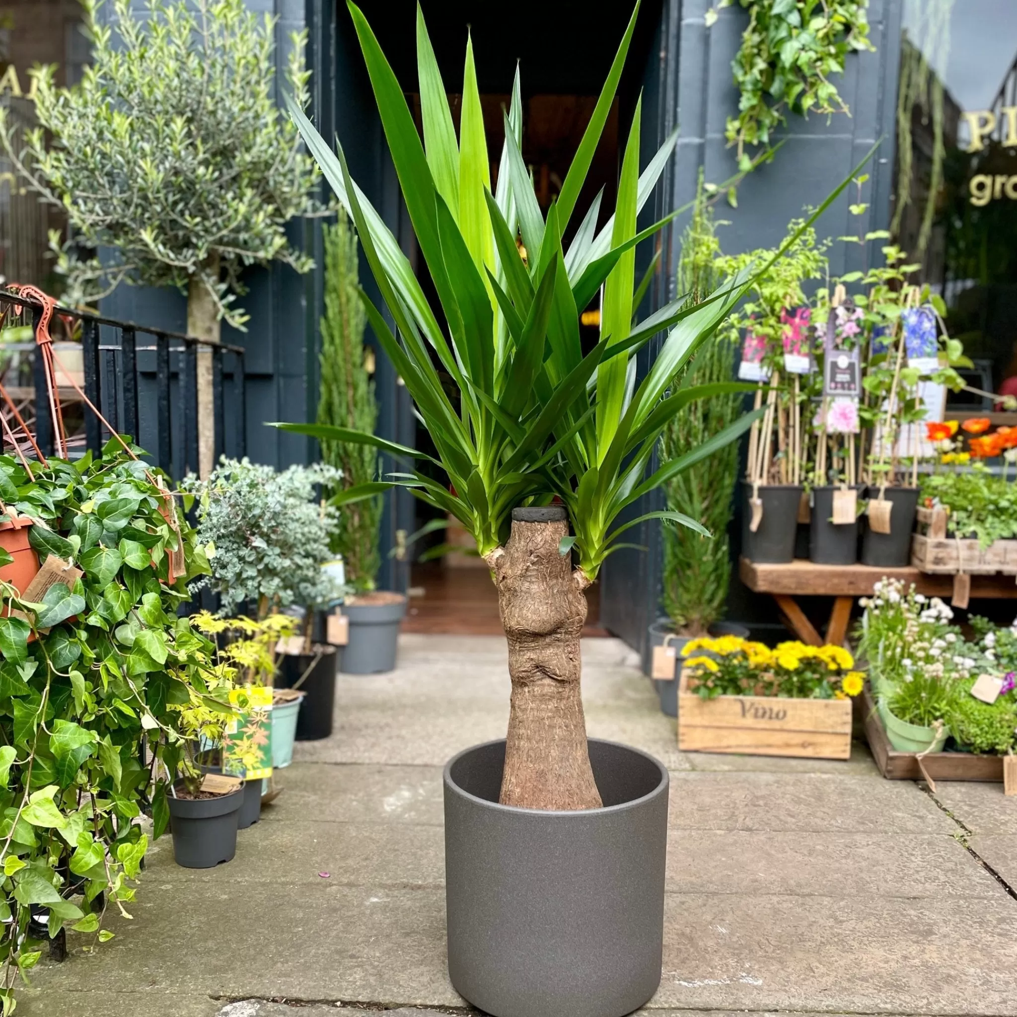 grow urban Yucca Guatemalensis- Easy Care | Large & Tall Plants