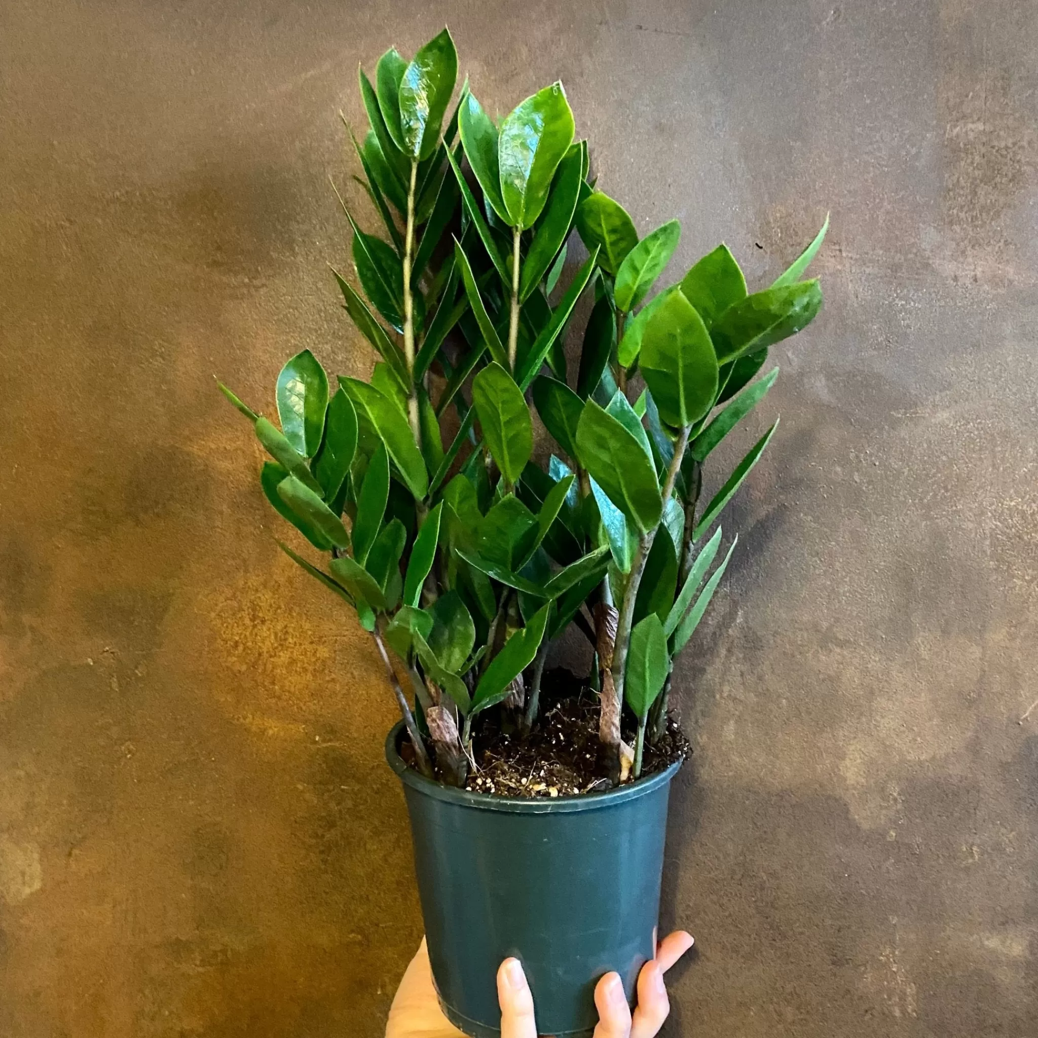 grow urban Zamioculcas Zamiifolia- Shade Tolerant | Easy Care