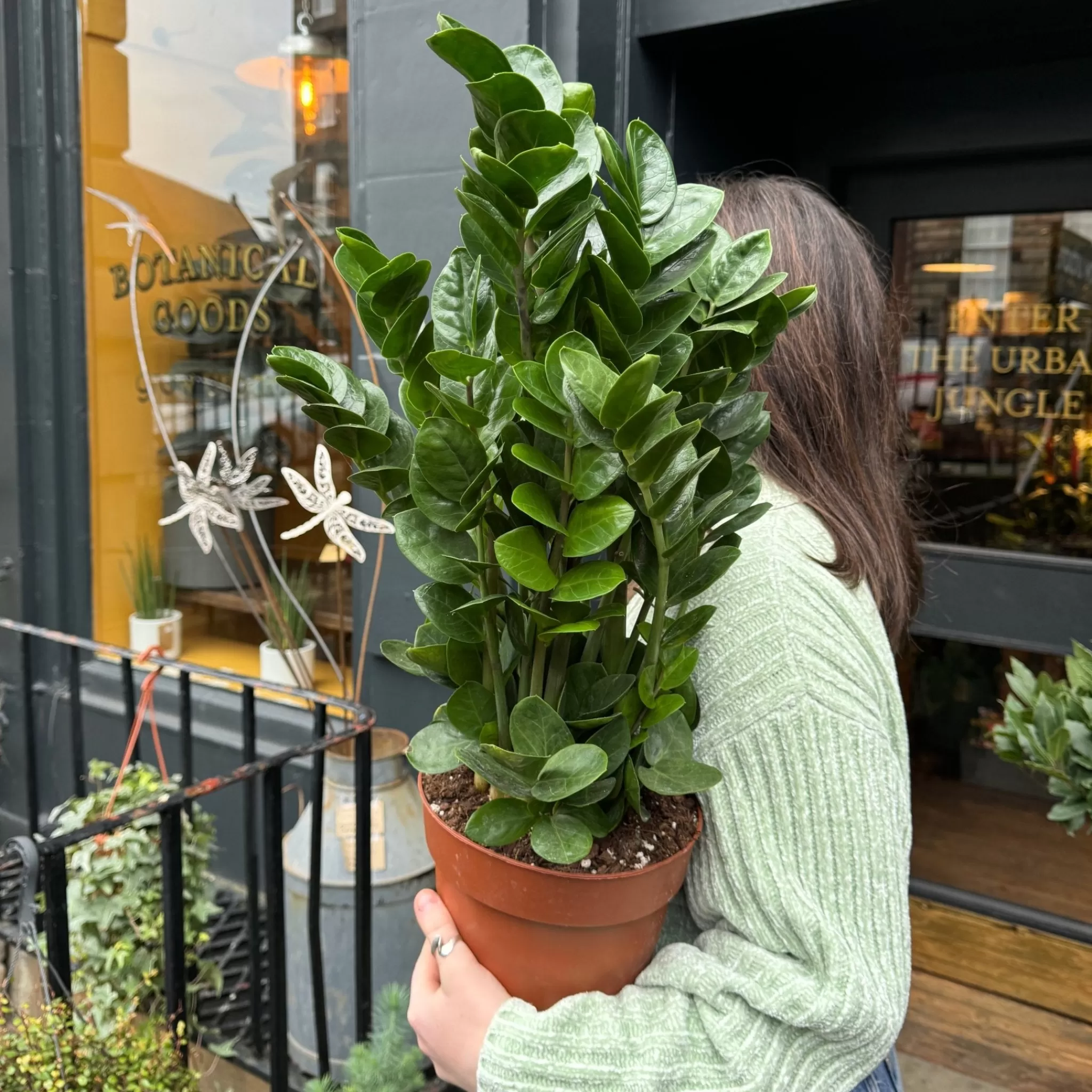 grow urban Zamioculcas Zamiifolia 'Midori'- Shade Tolerant | Easy Care