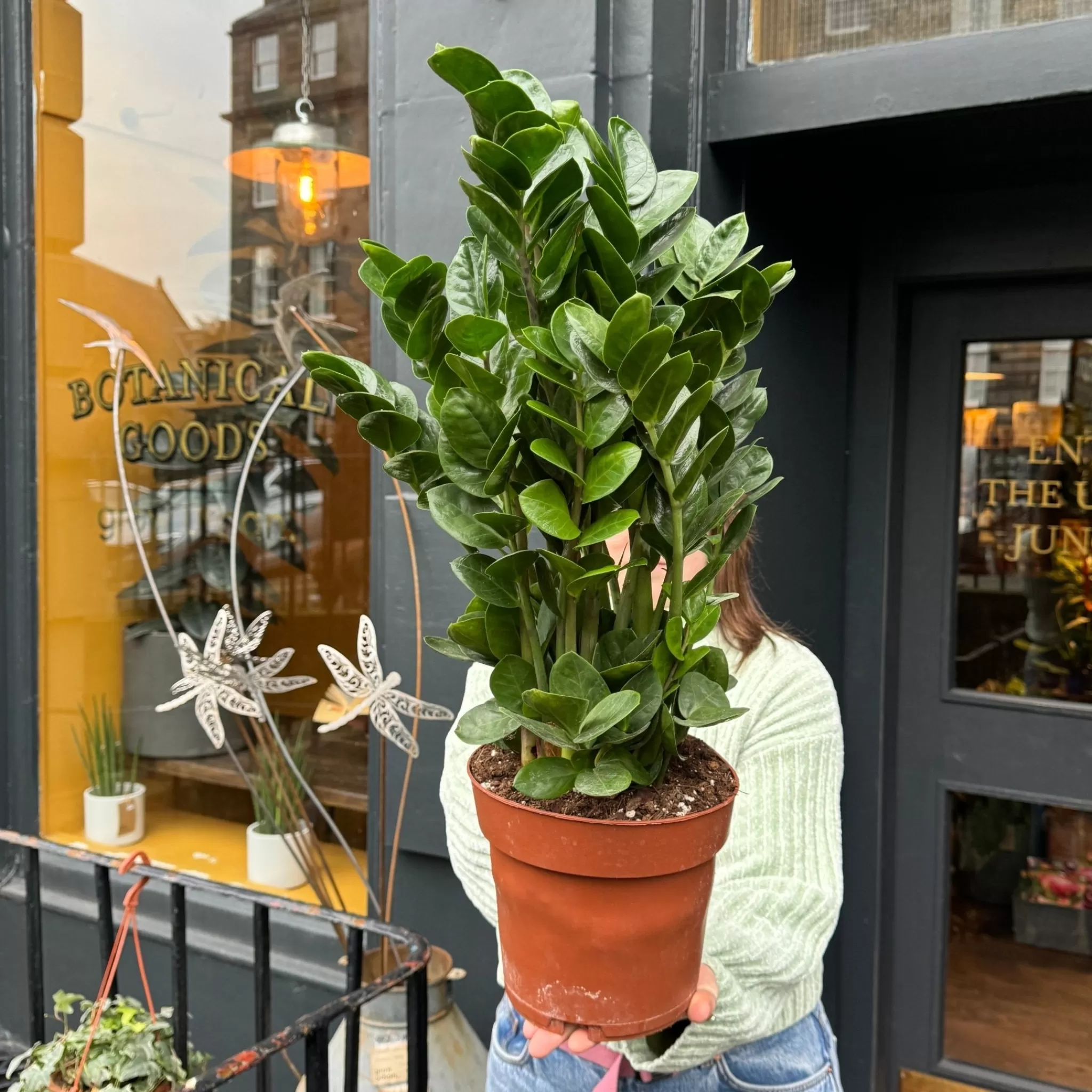 grow urban Zamioculcas Zamiifolia 'Midori'- Shade Tolerant | Easy Care